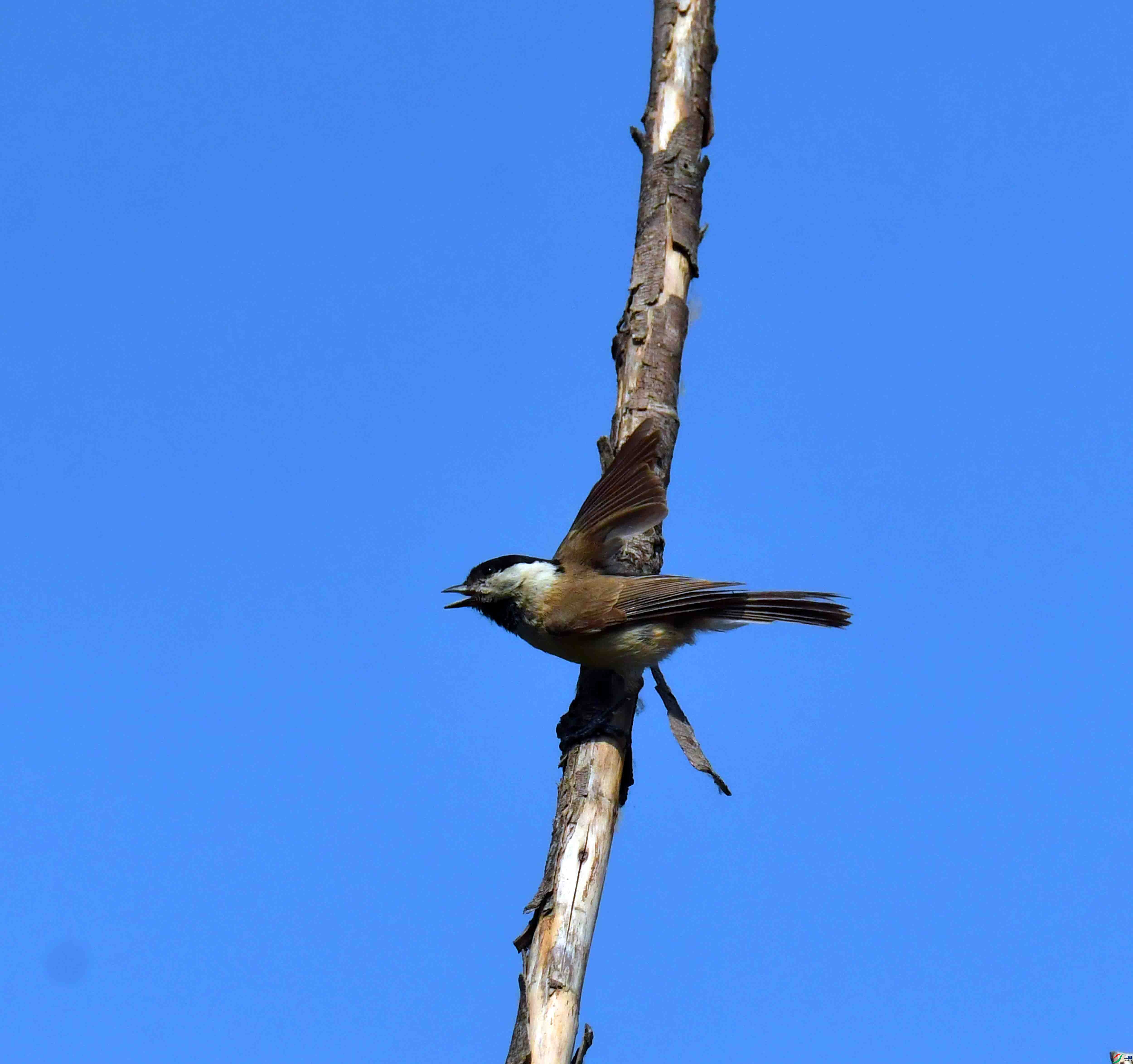 DSC_2114.JPG