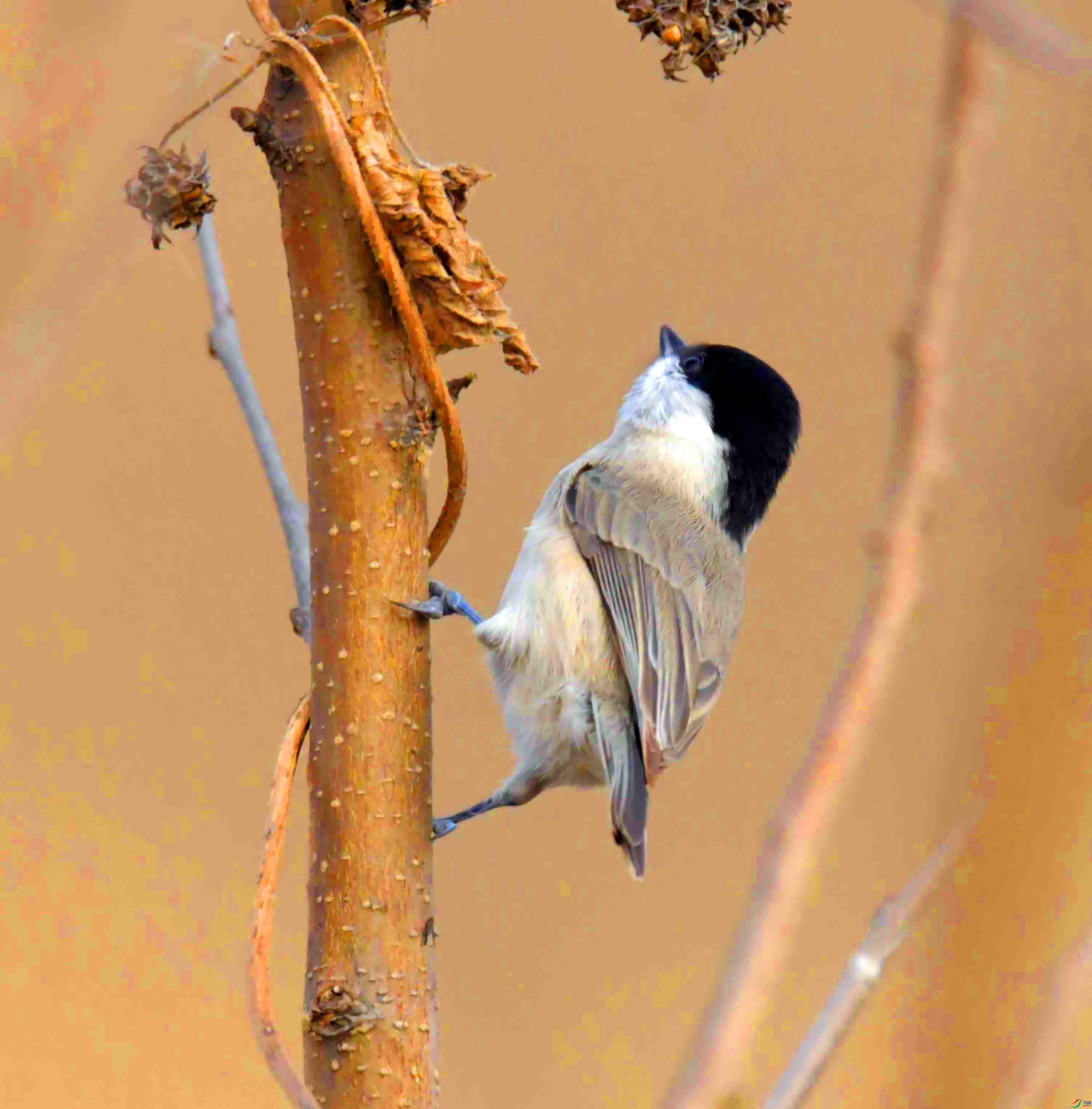 DSC_2417.JPG