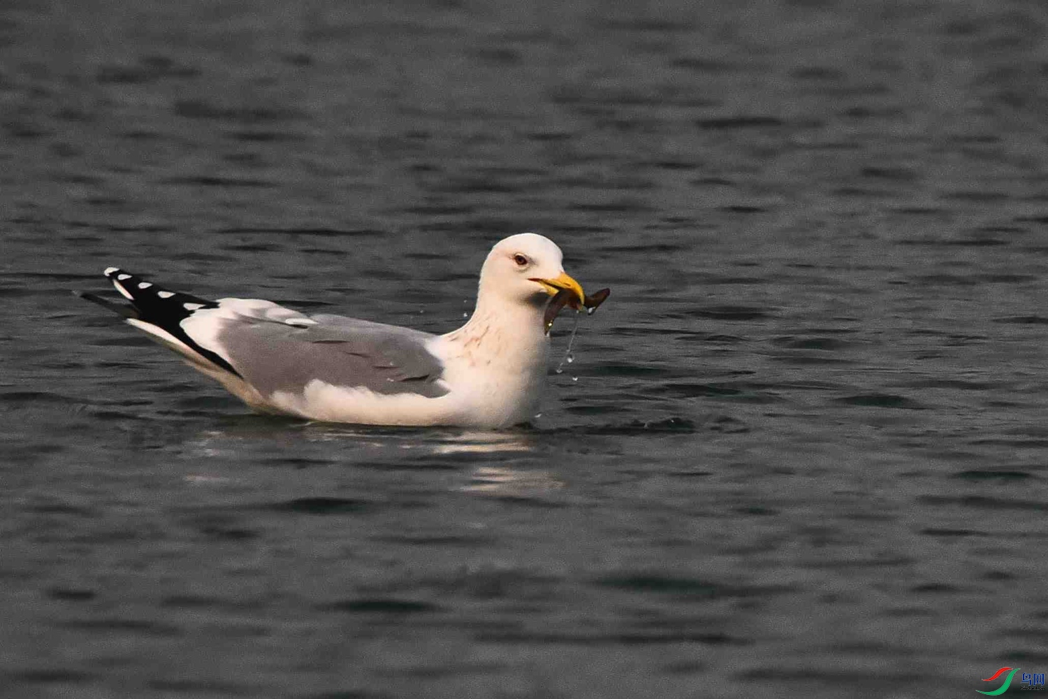 DSC_4969.JPG