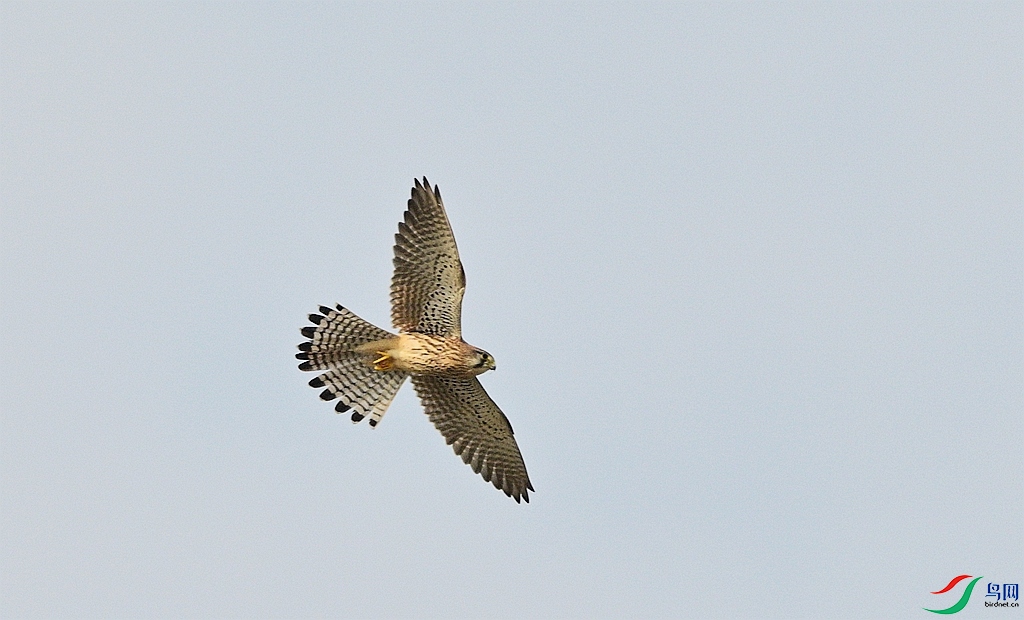 DSC_4630.JPG
