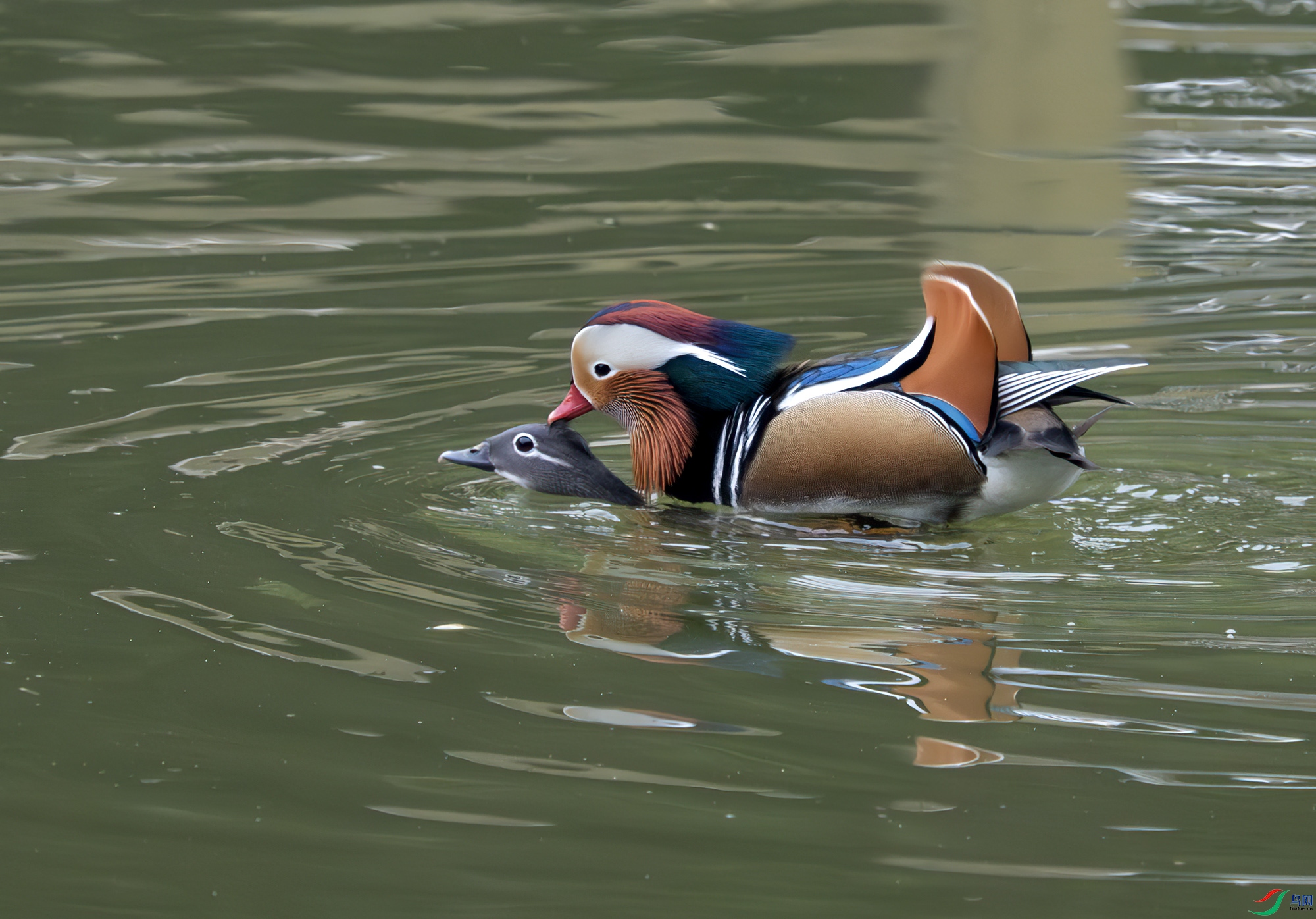 DSC_7295-����ǿ-NR ����.jpg
