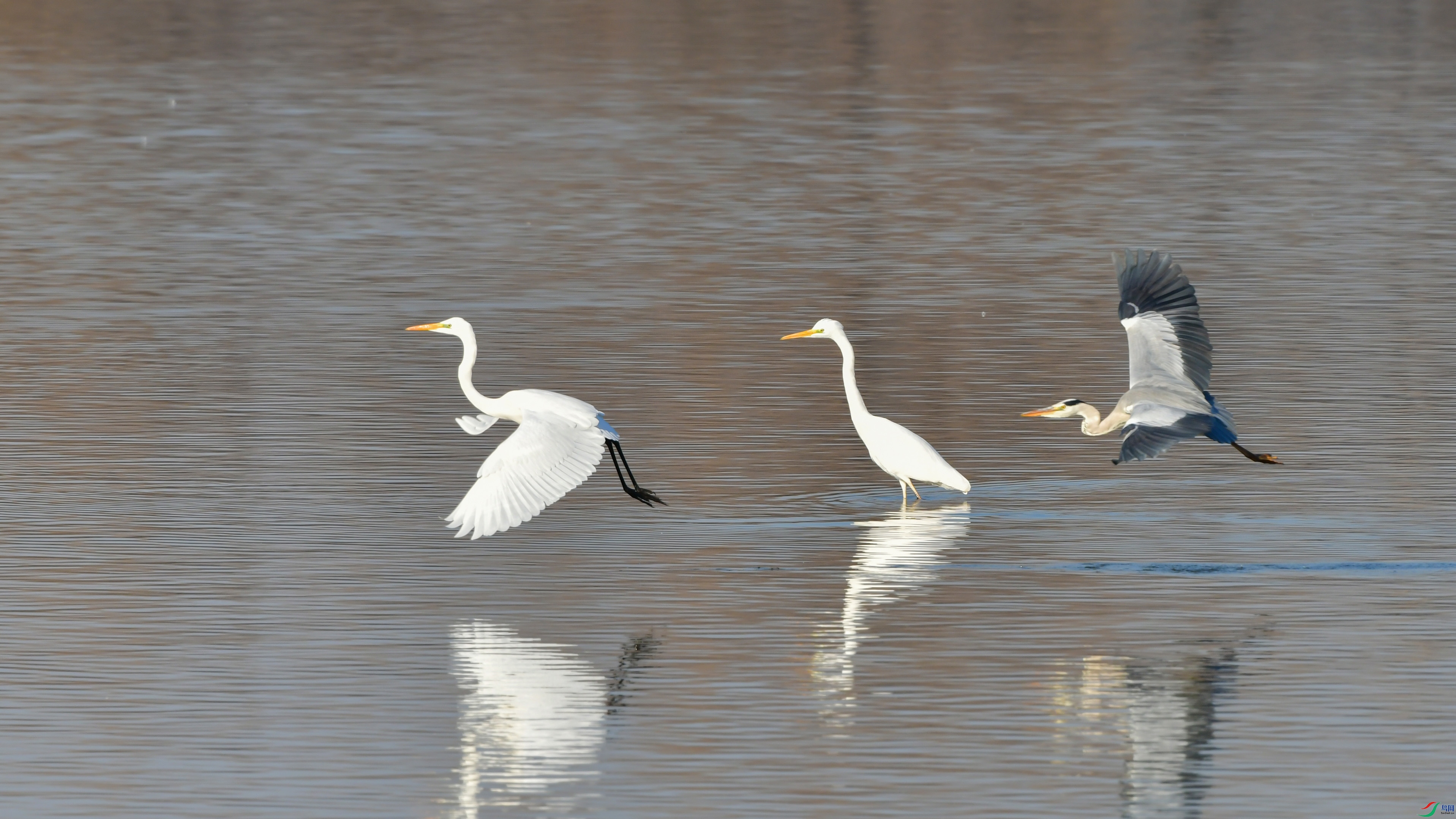 DSC_6354.jpg