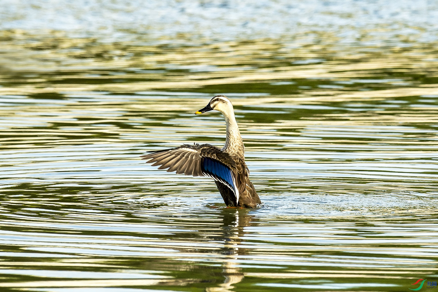 _DSC2345.jpg