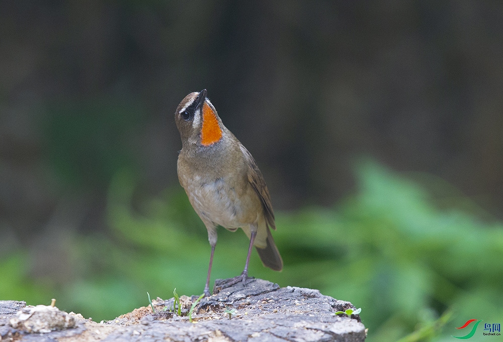 ������ (2).jpg