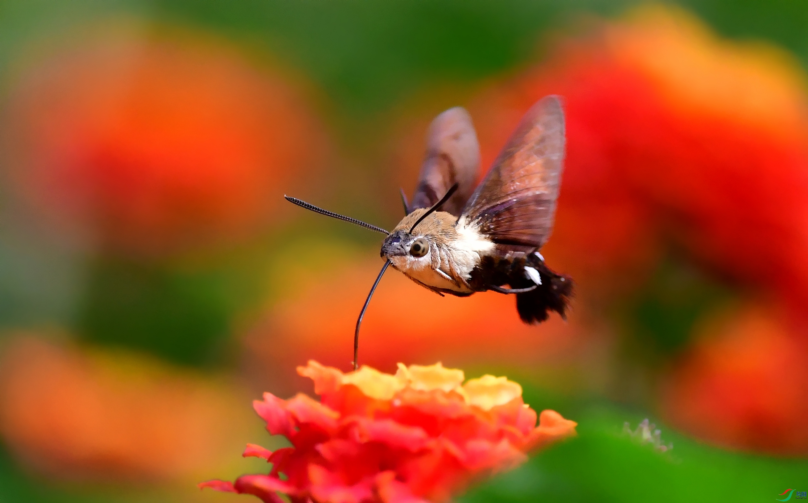 DSC_2857_conew3.jpg