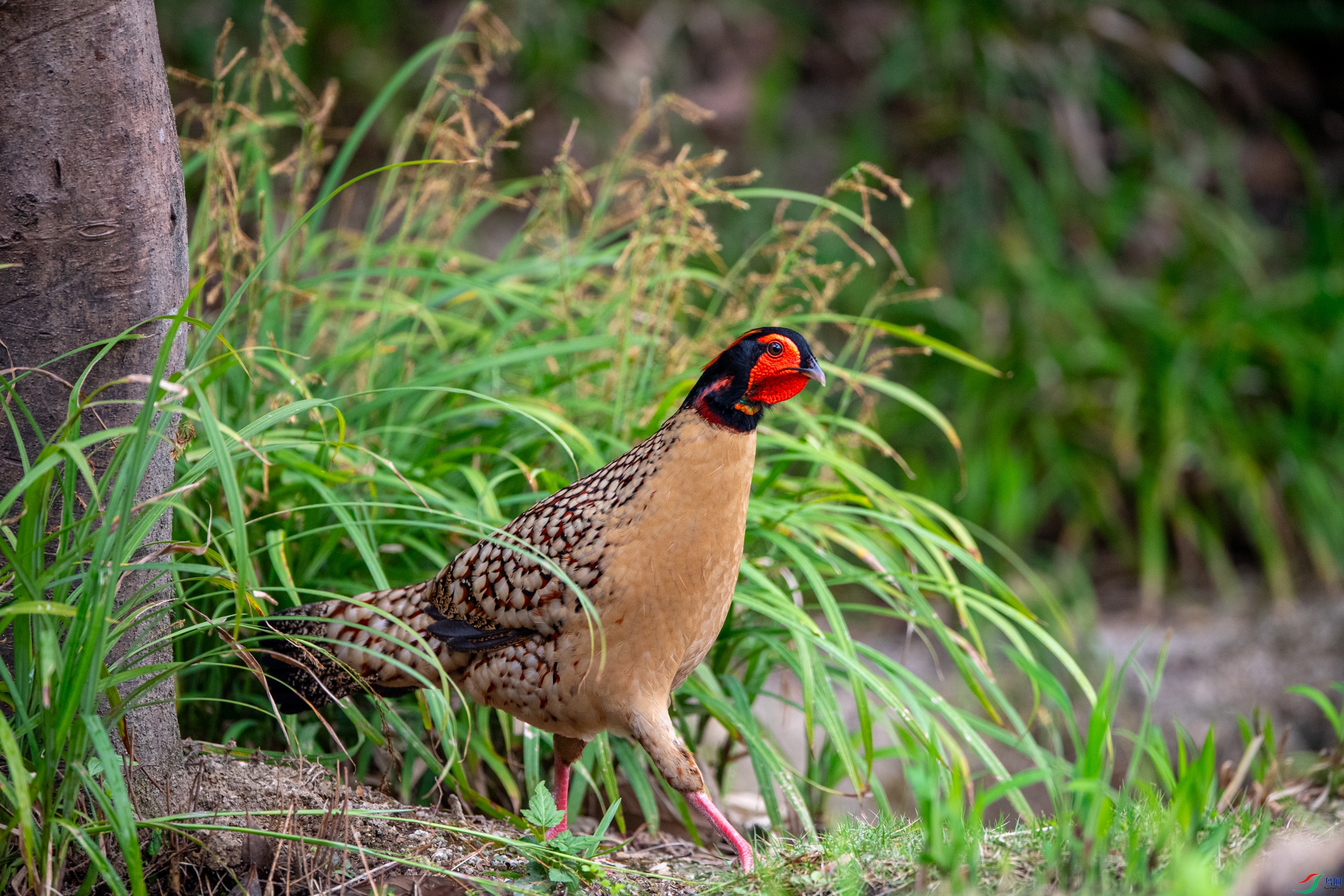 DSC_5277�Ƹ��Ǽ�.JPG