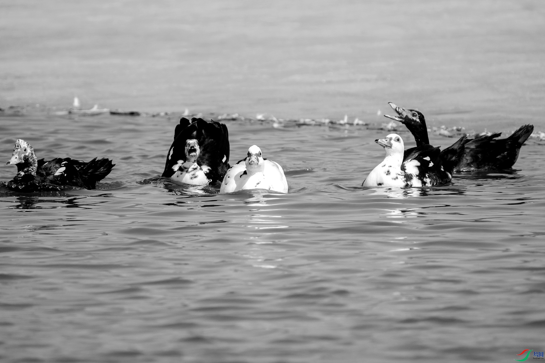 DSC00950 ����_����.jpg