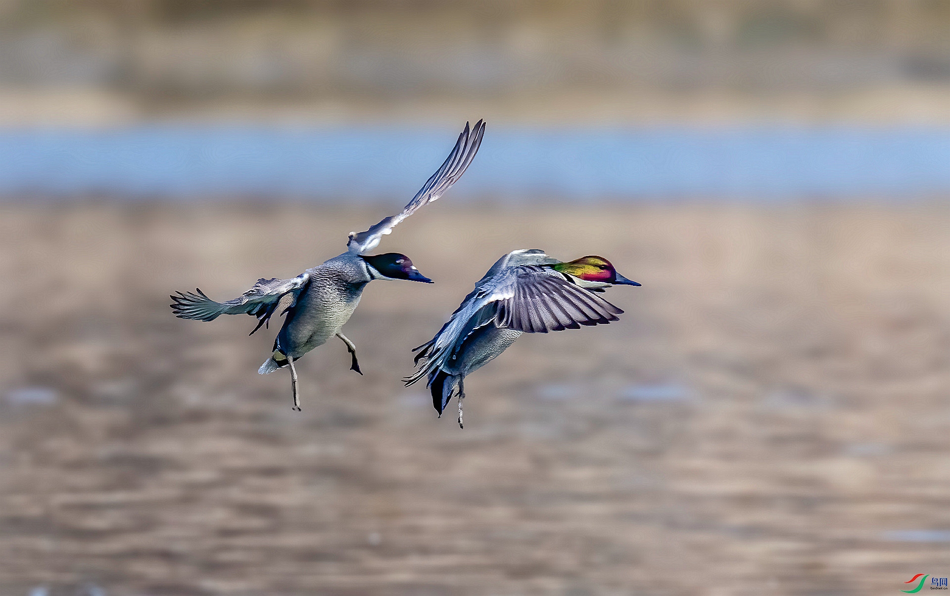 DSC_2218 ����_����.jpg