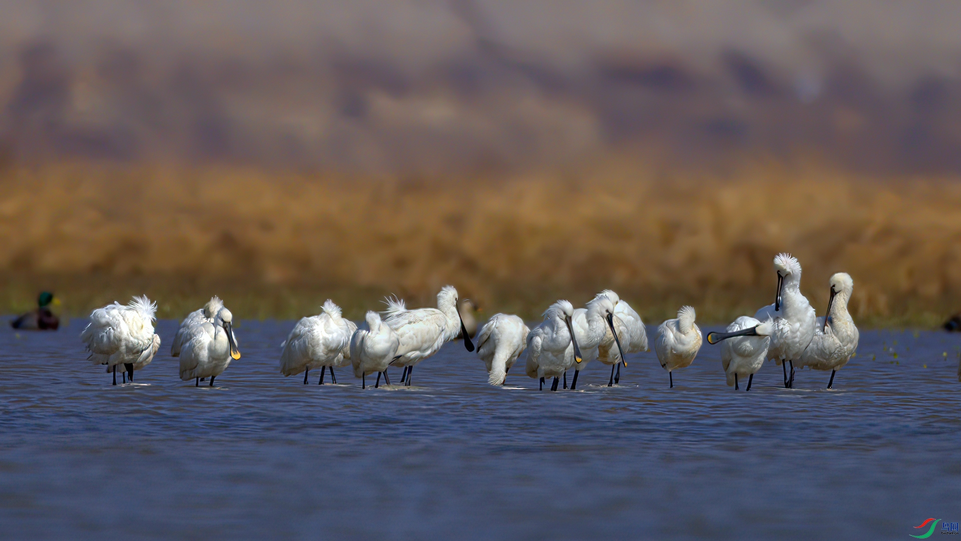 407A7391-Sh----1 .jpg