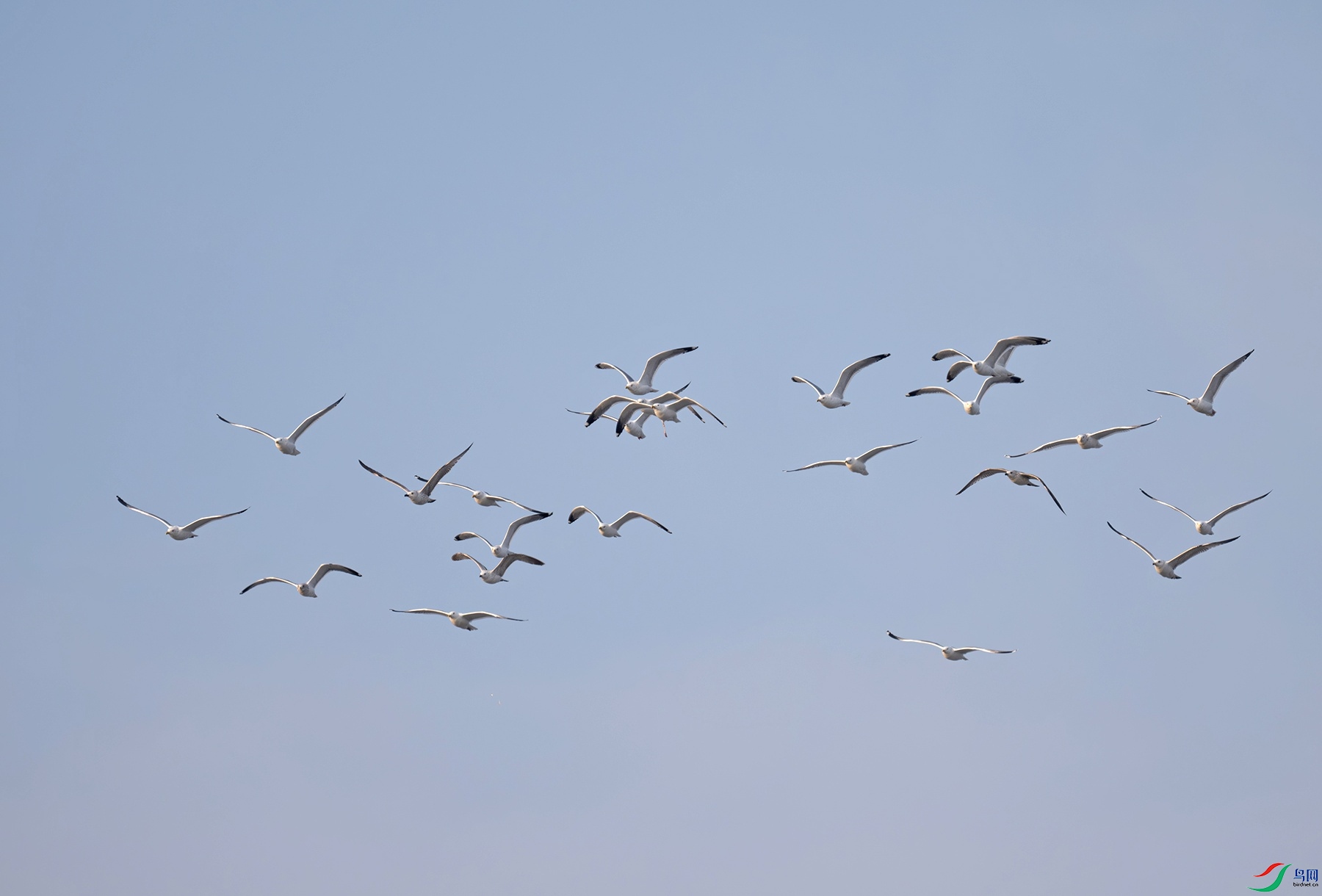 _DSC8750f.jpg