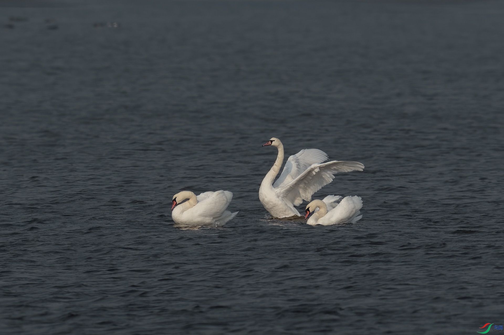 sen2016 12-6-16-�༭-2.jpg