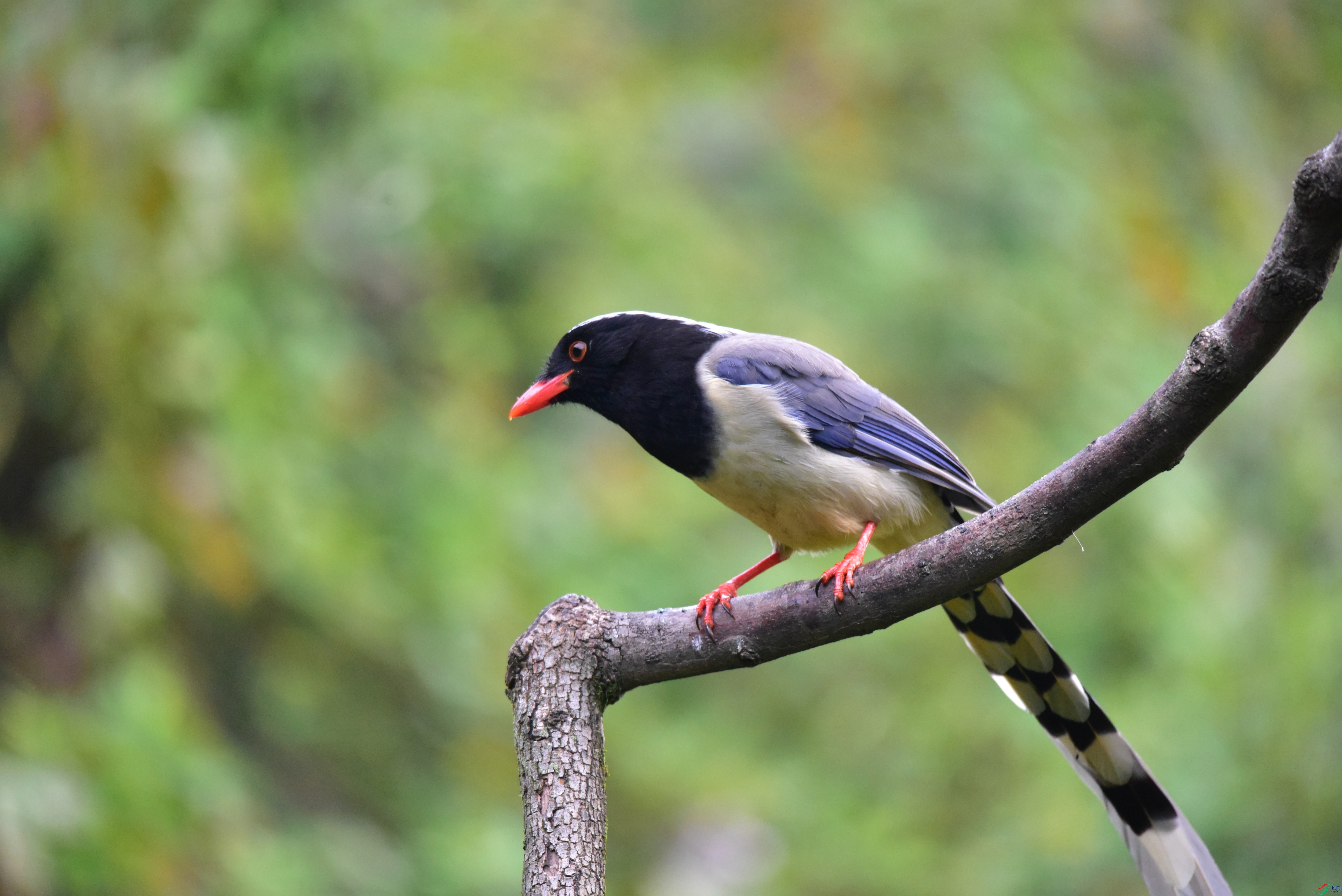 DSC_2123_01.JPG