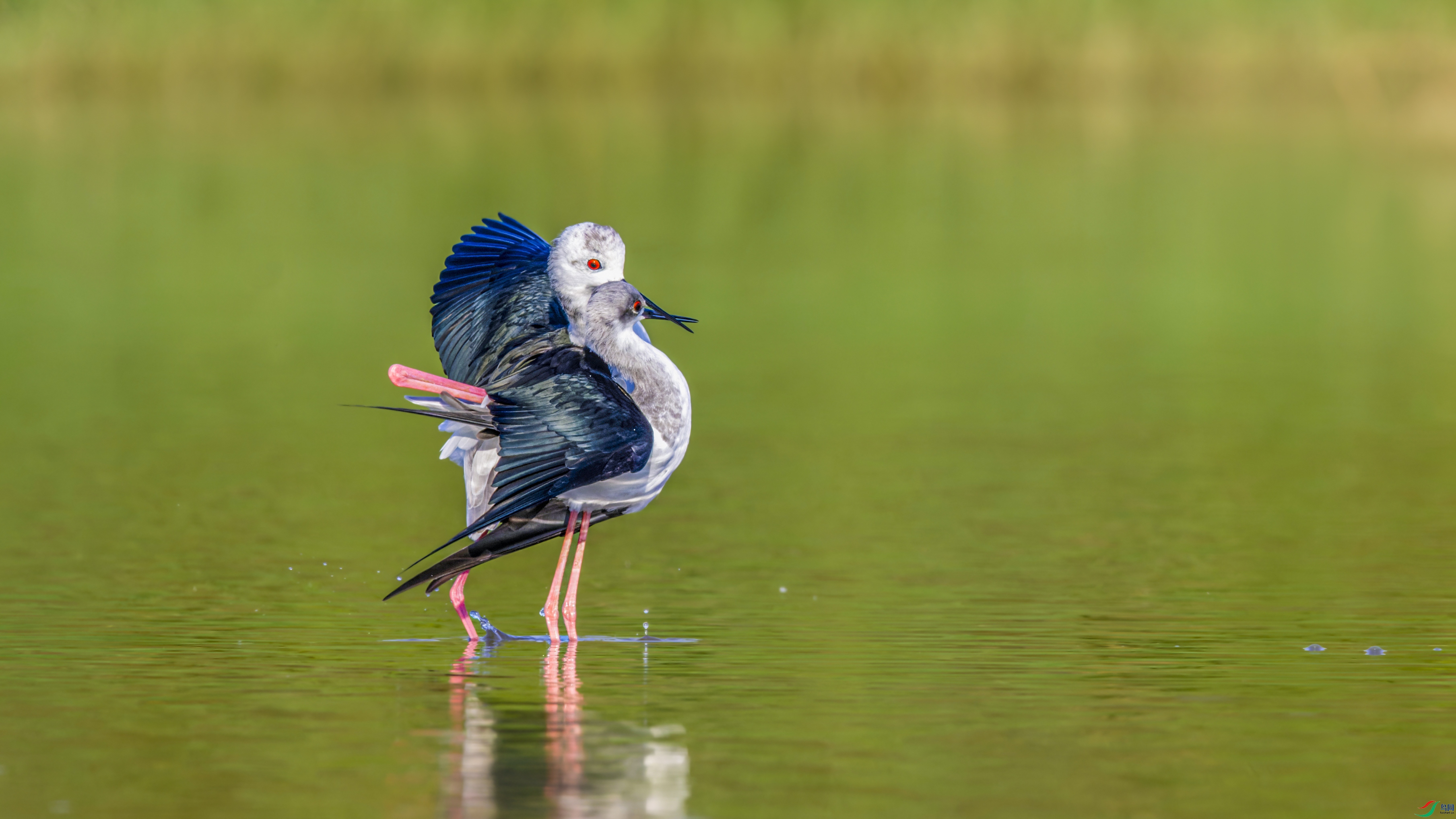 _DSC3046-NEF_DxO_DeepPRIME.jpg