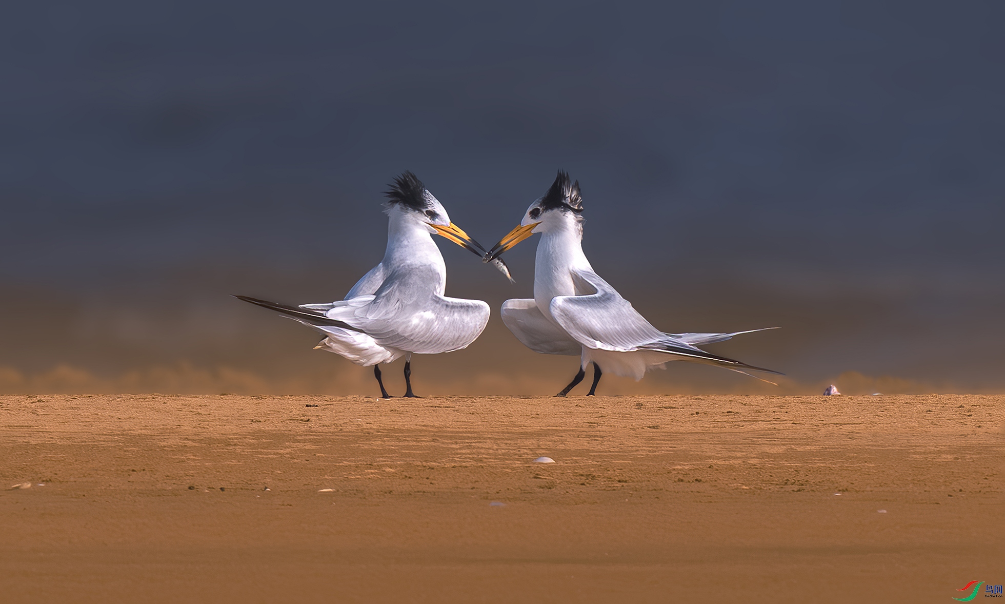 _DSC2130��ҫ���л���ͷ��Ÿ����һ��������� ����.jpg