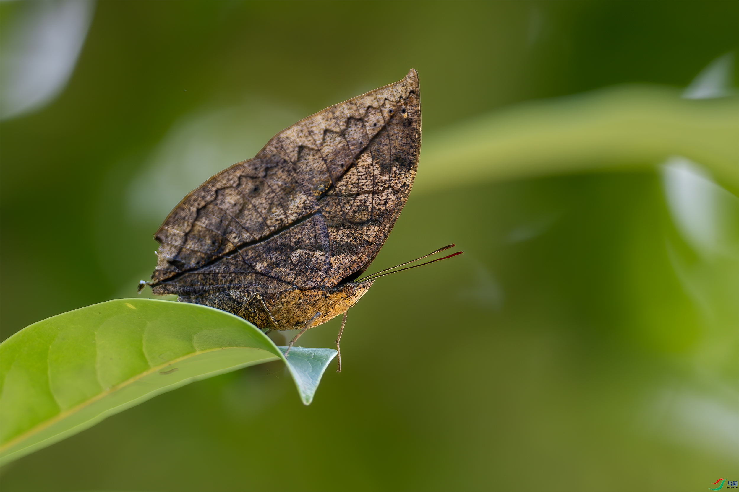 P7110975-����ǿ-NR-1��Ҷ�̵�.jpg