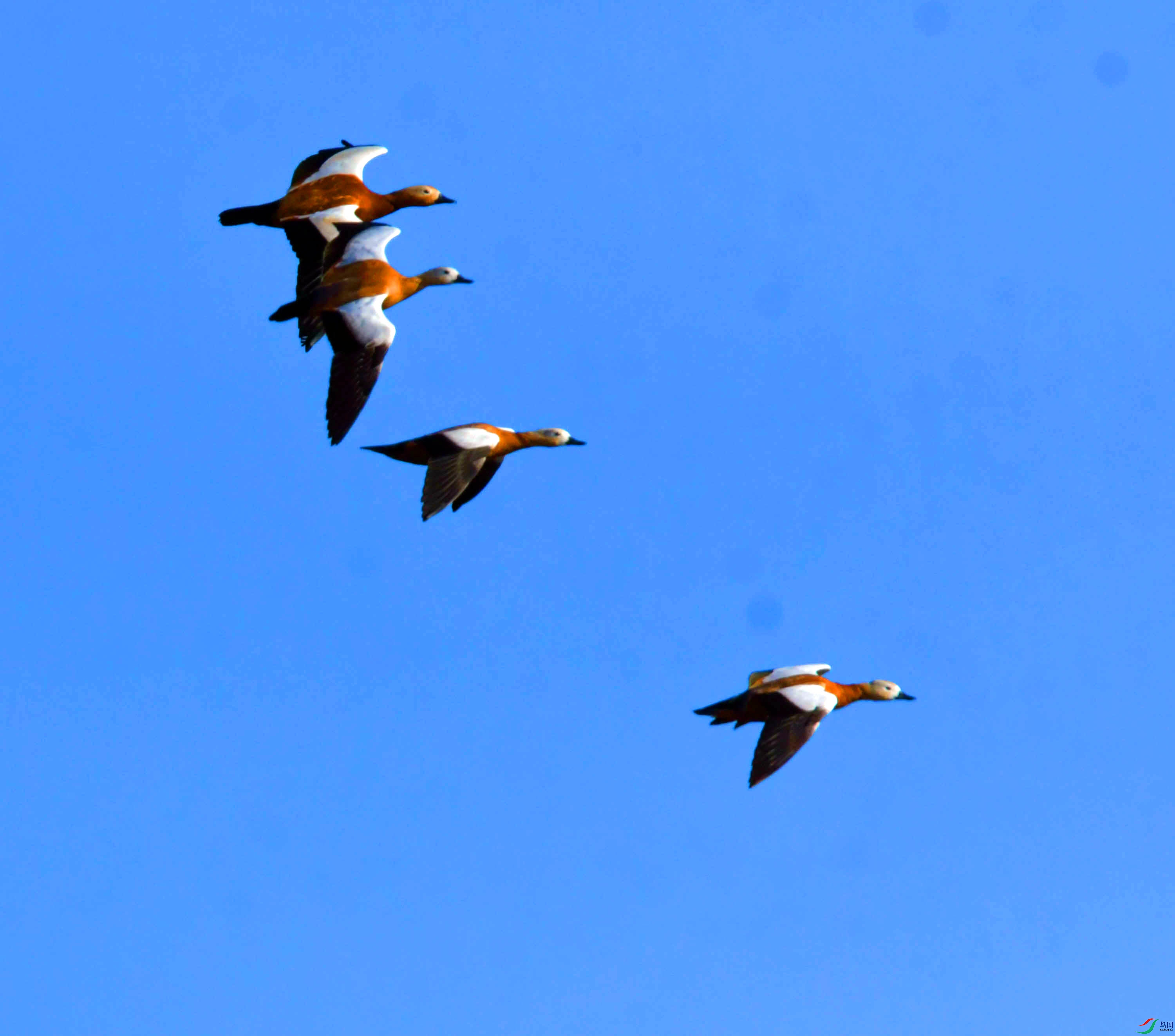 DSC_1662.JPG