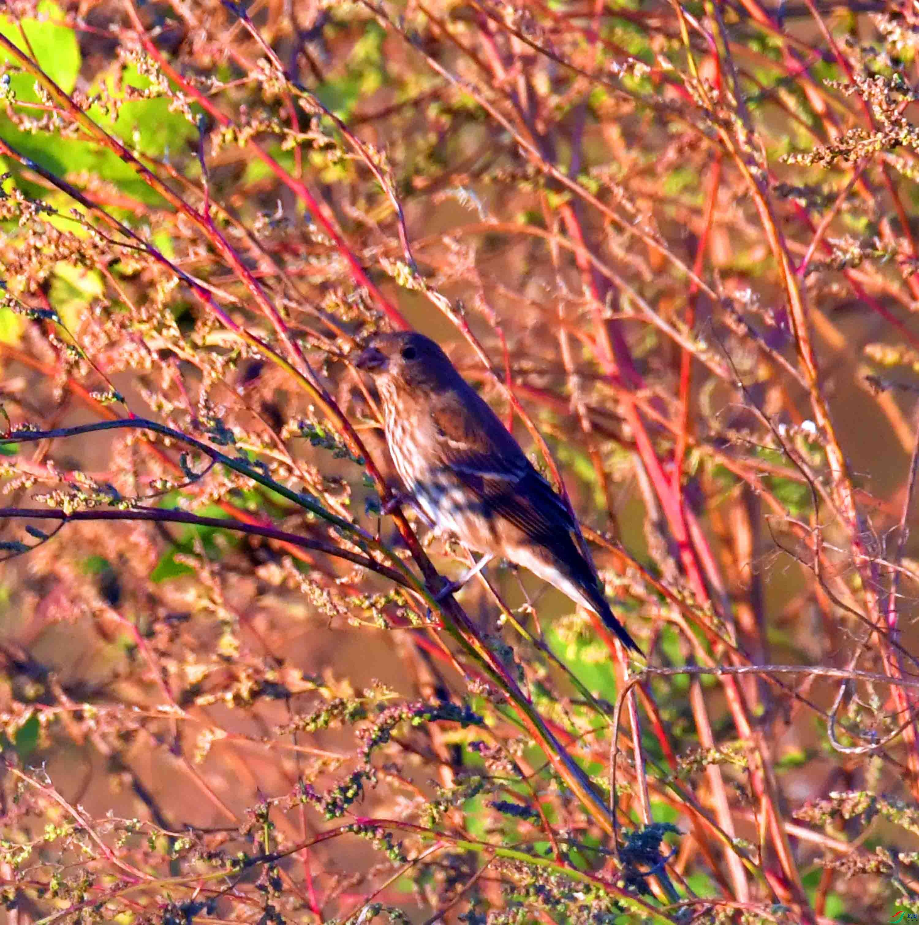 DSC_4756.JPG