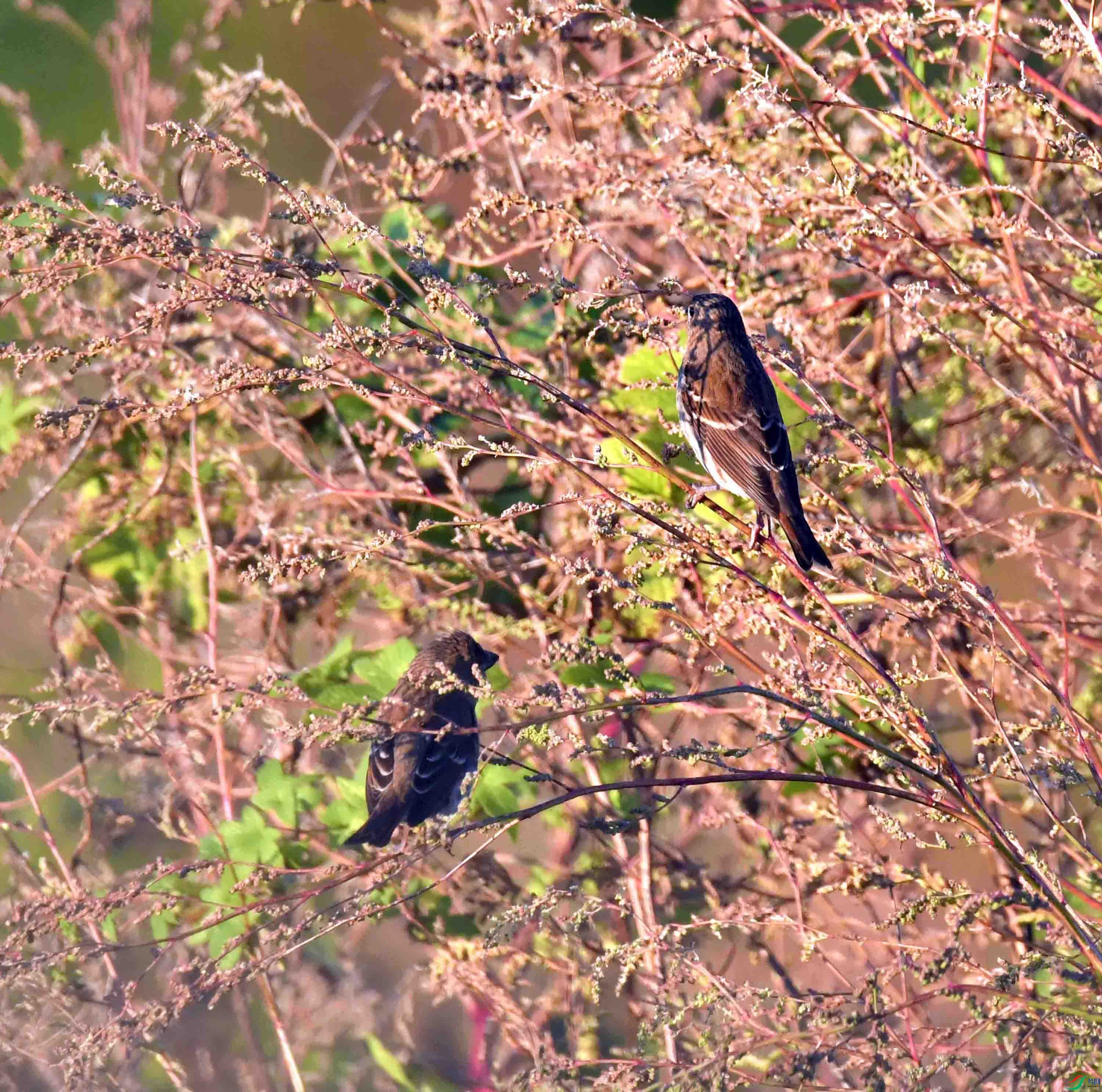 DSC_4772.JPG