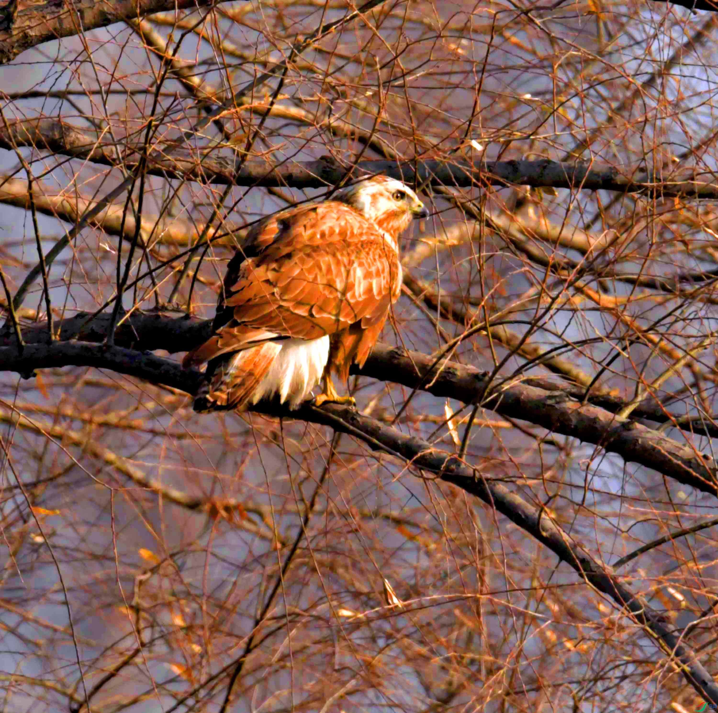 DSC_3278.JPG