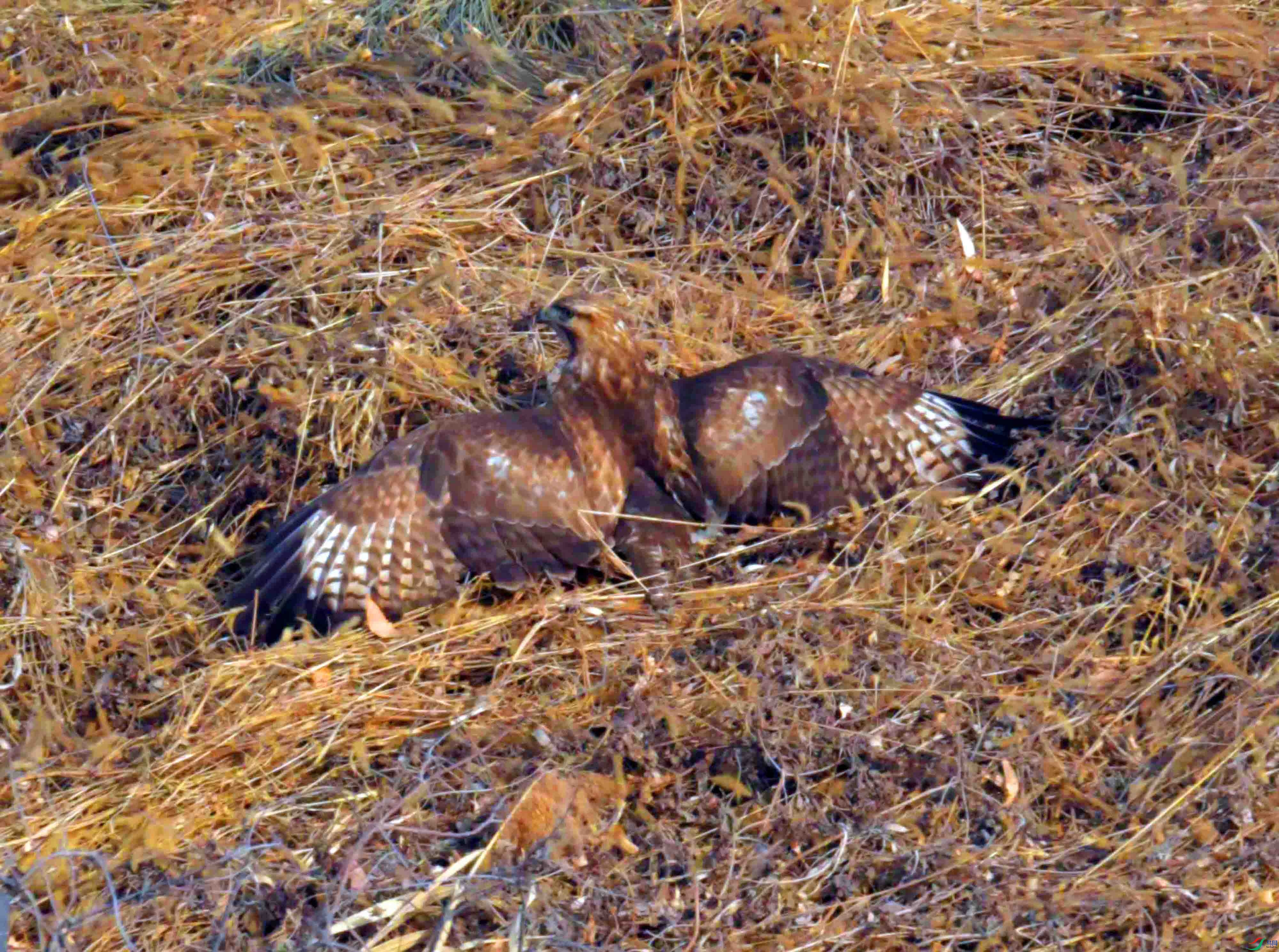 DSC_3547.JPG