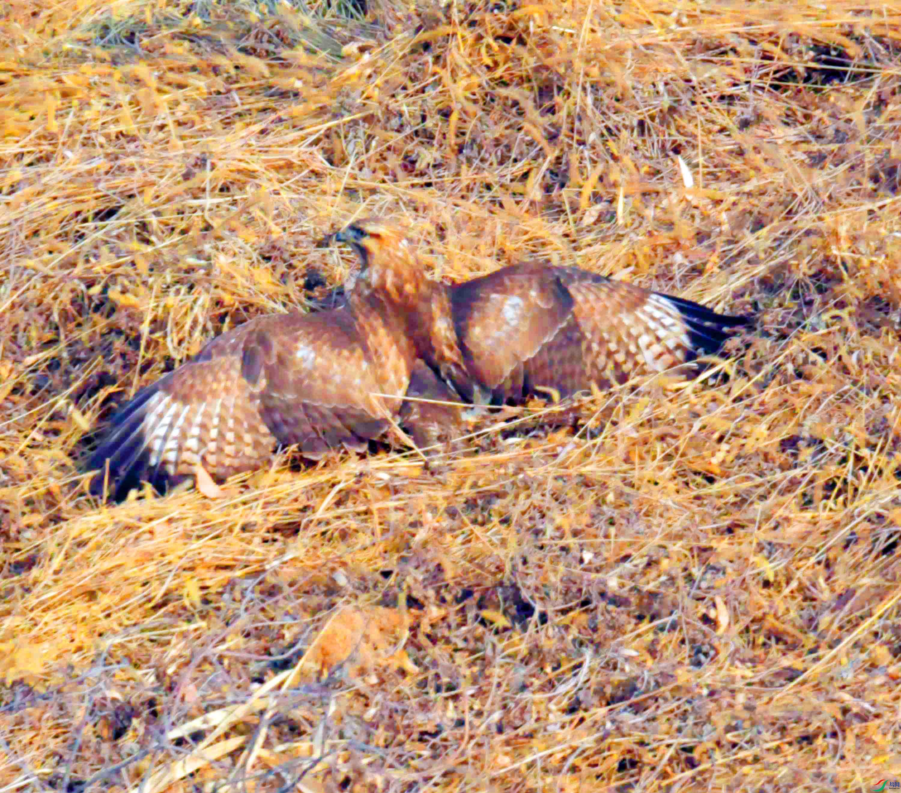 DSC_3545.JPG