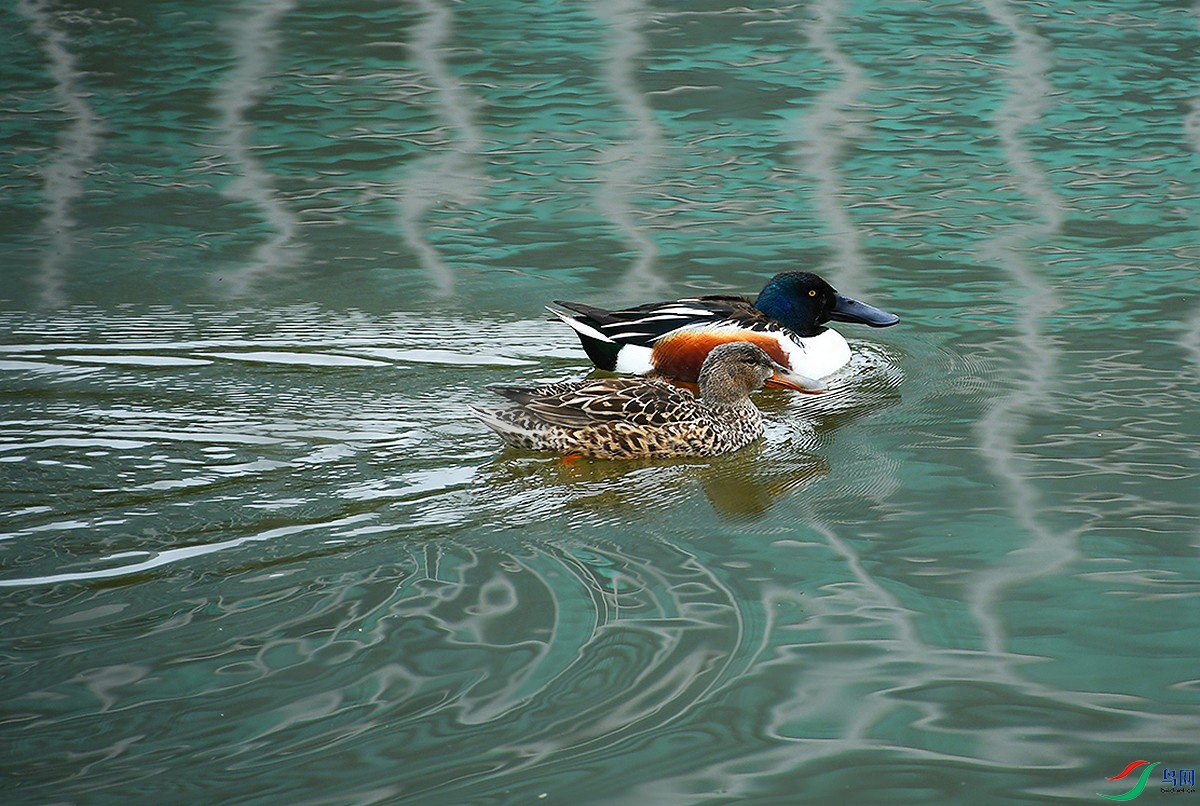 DSC_2652_.jpg