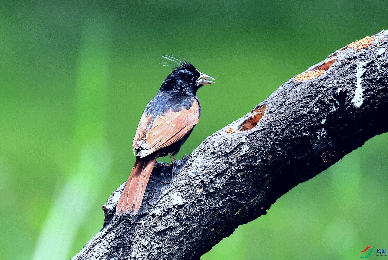 ��ͷ�c 8.30.JPG