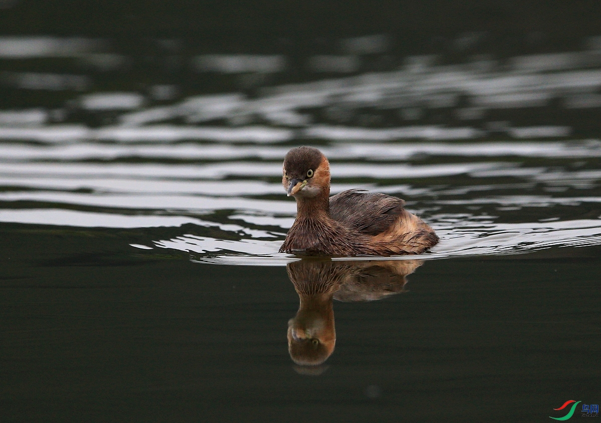 ���� IMGL1641.JPG