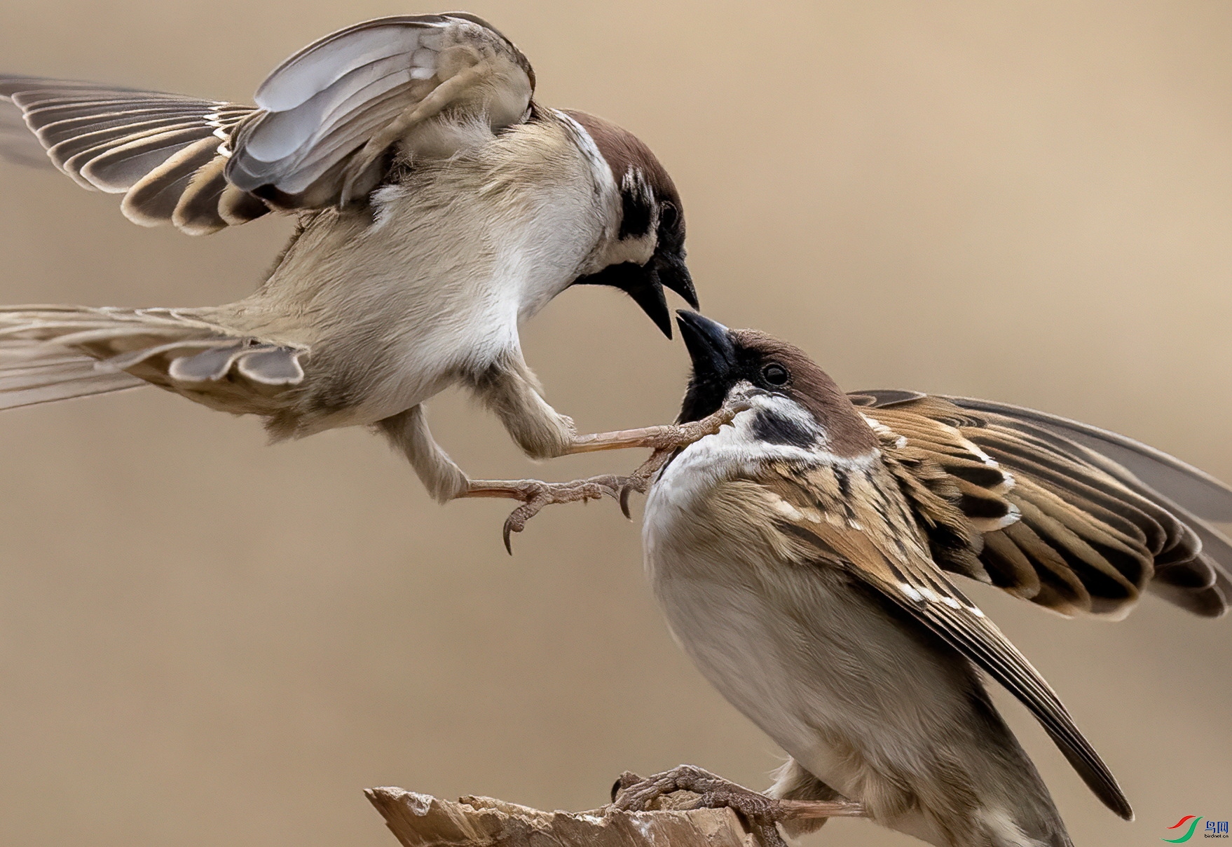 _DSC9334-a ����.jpgt.jpg