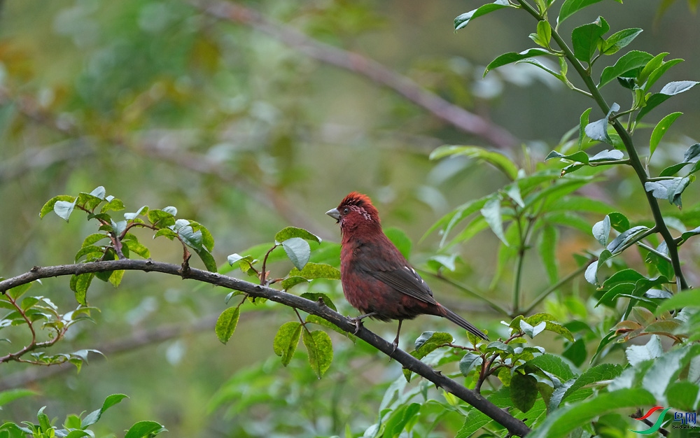 DSCF9336.1.jpg
