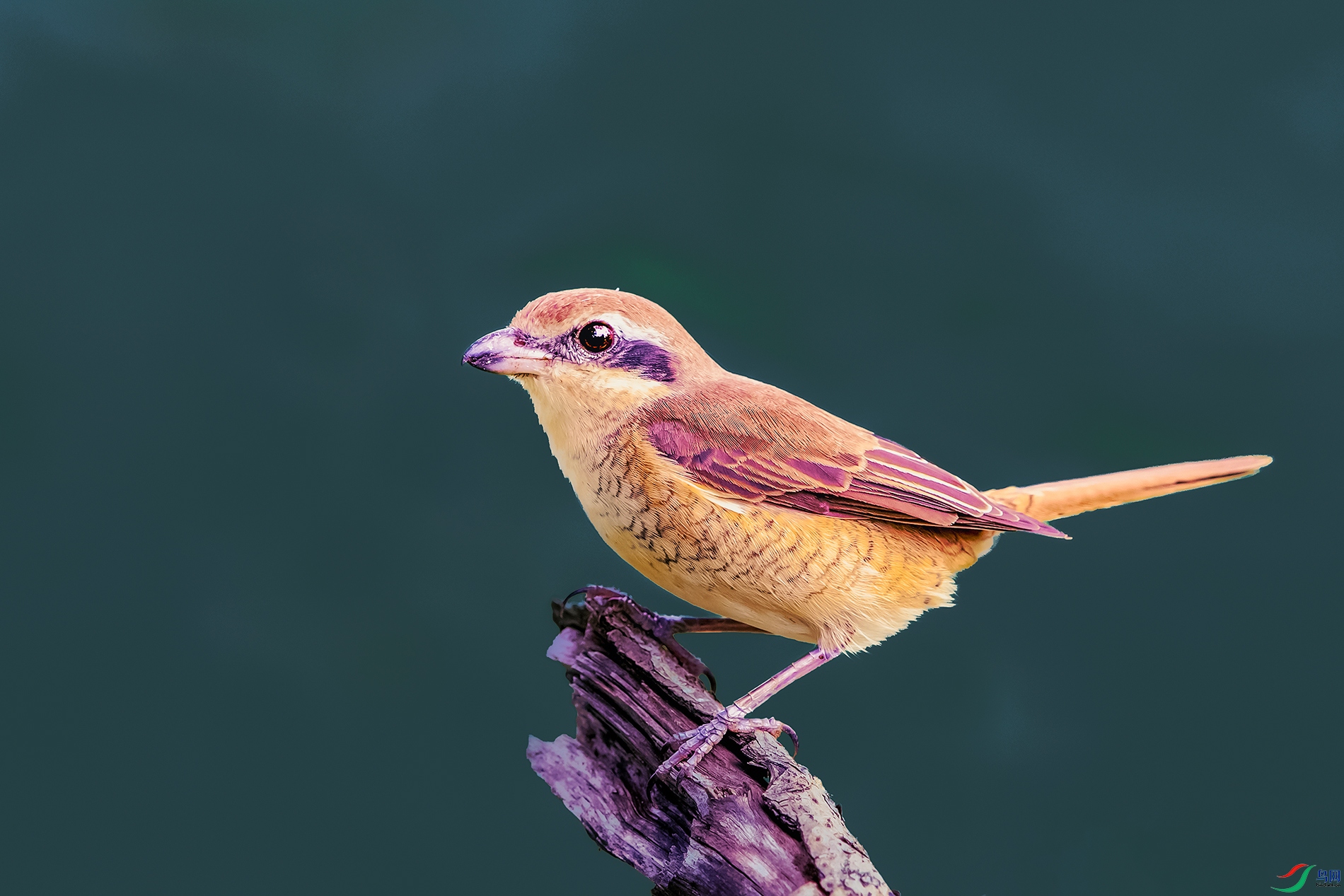 ��β����----����֦ͷ