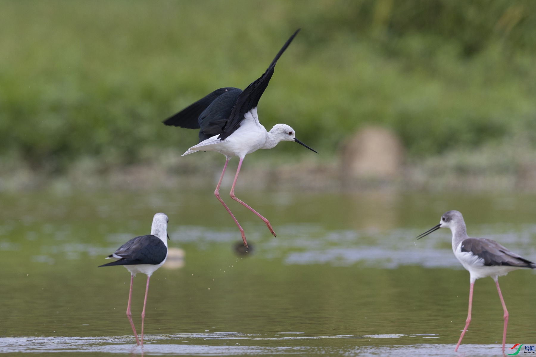 �ڳ᳤����2