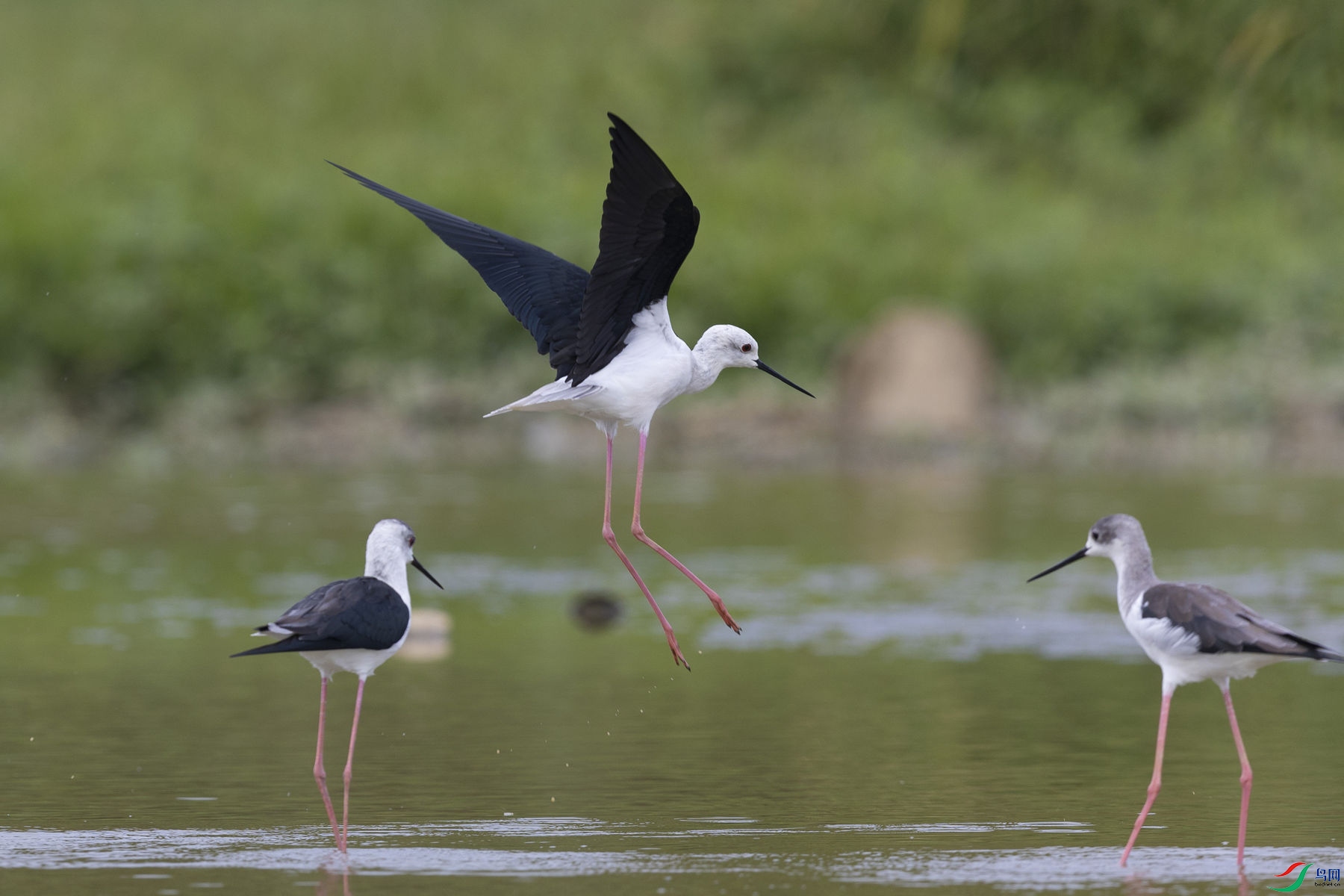 �ڳ᳤����3