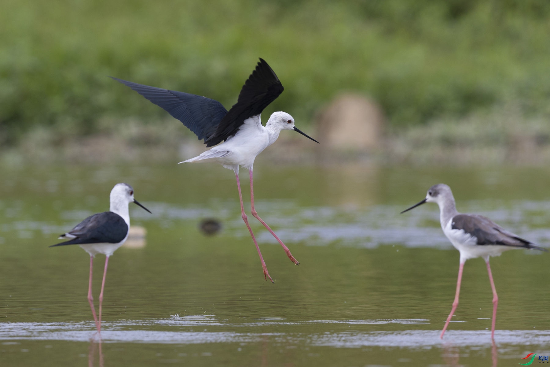 �ڳ᳤����4