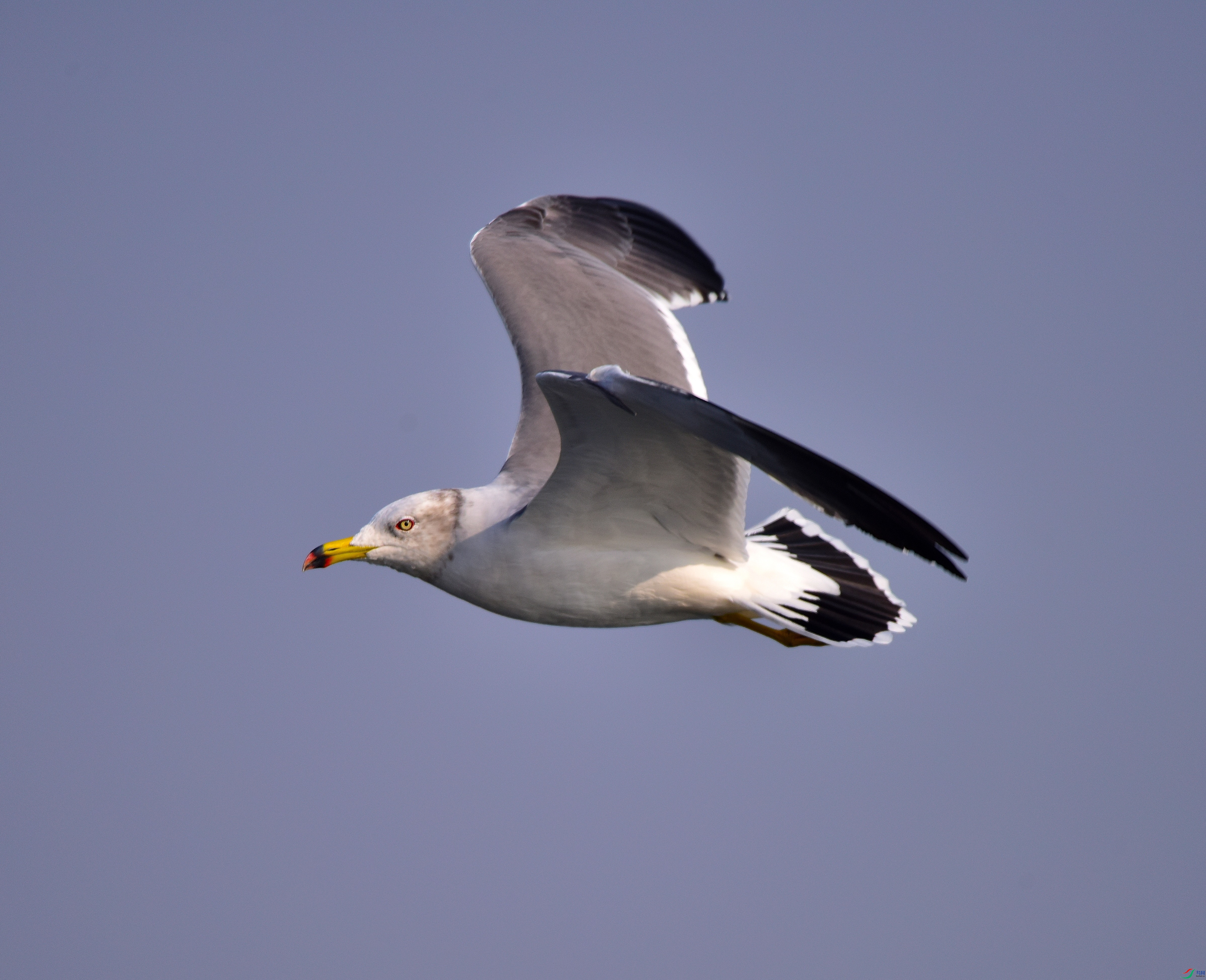 DSC_7136-17-12-6.JPG