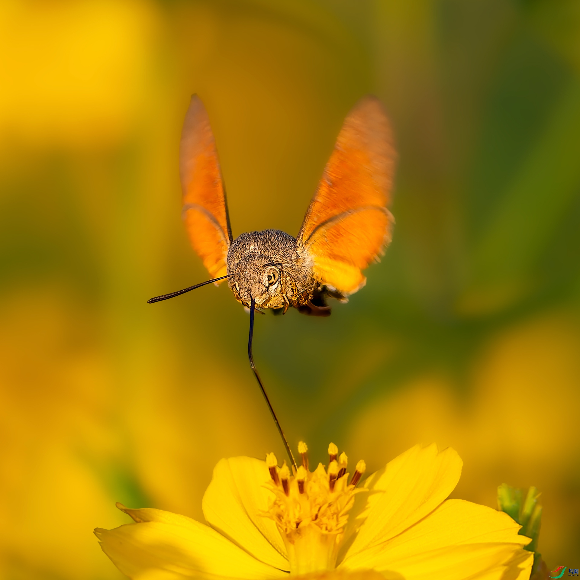 _DSC8864-NEF_DxO_DeepPRIMEXD0.jpg