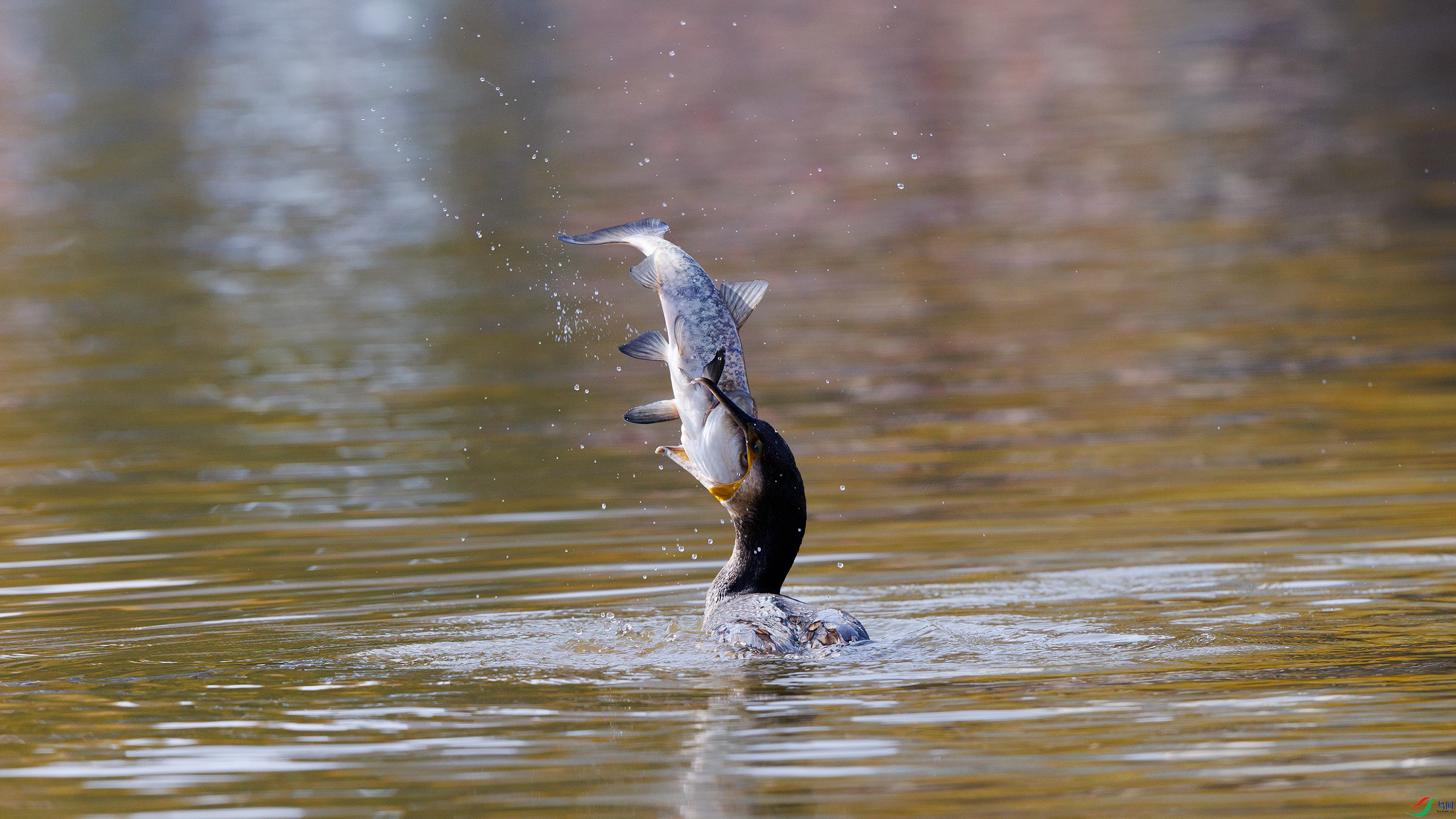 _X5A1914 ����66.jpg