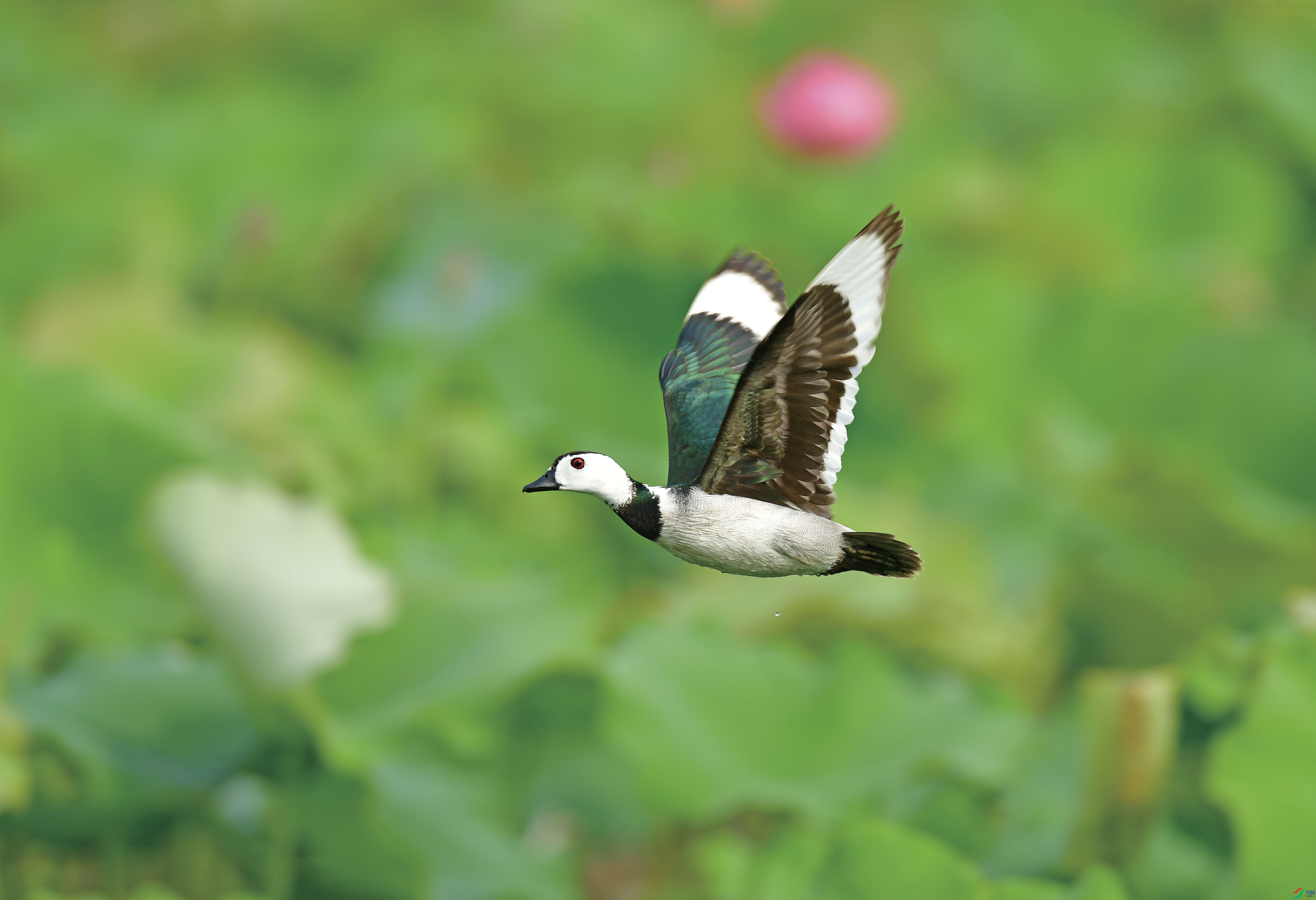 �ɵ�����ѼѼ