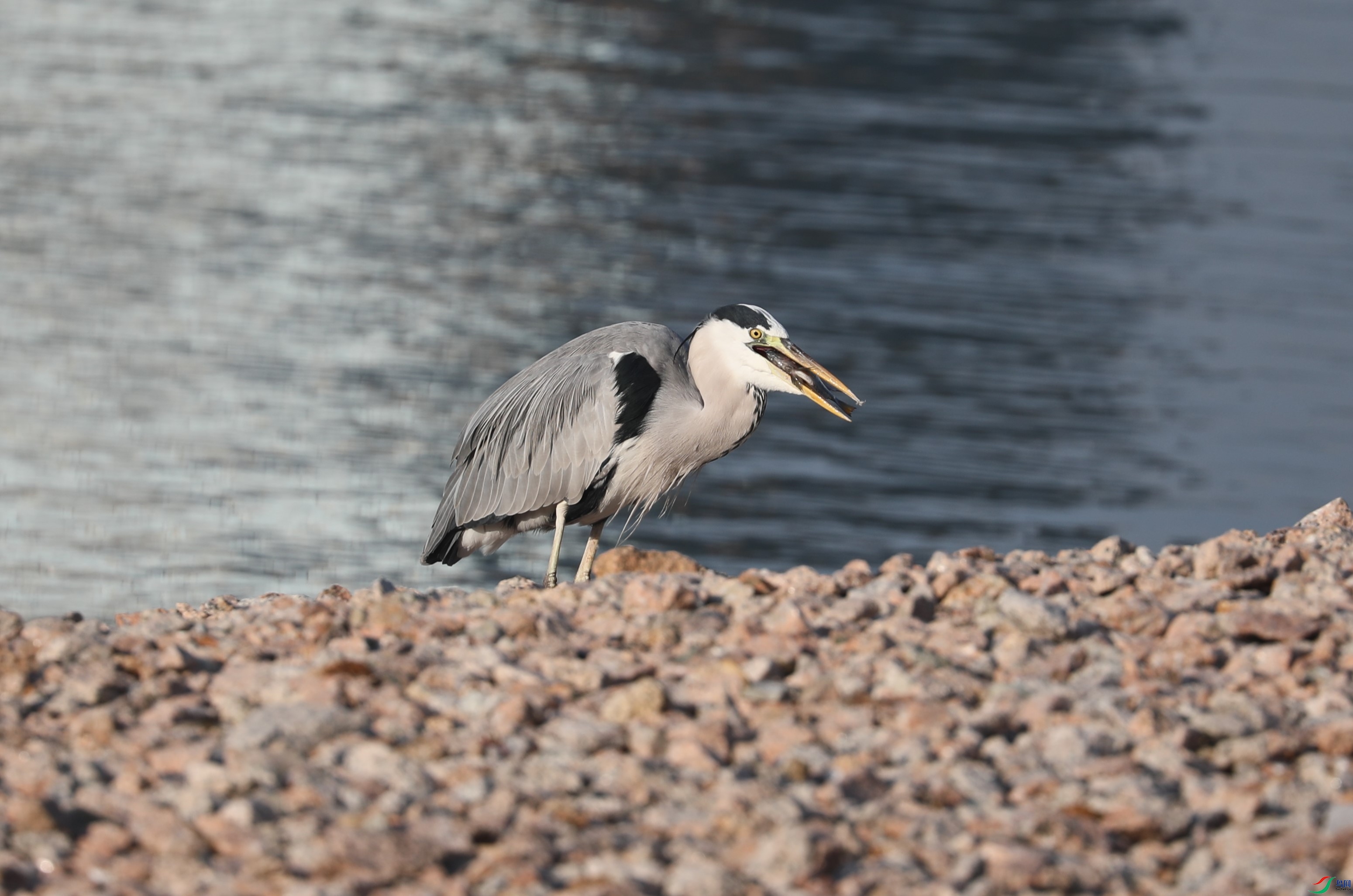 BL7A9868.JPG