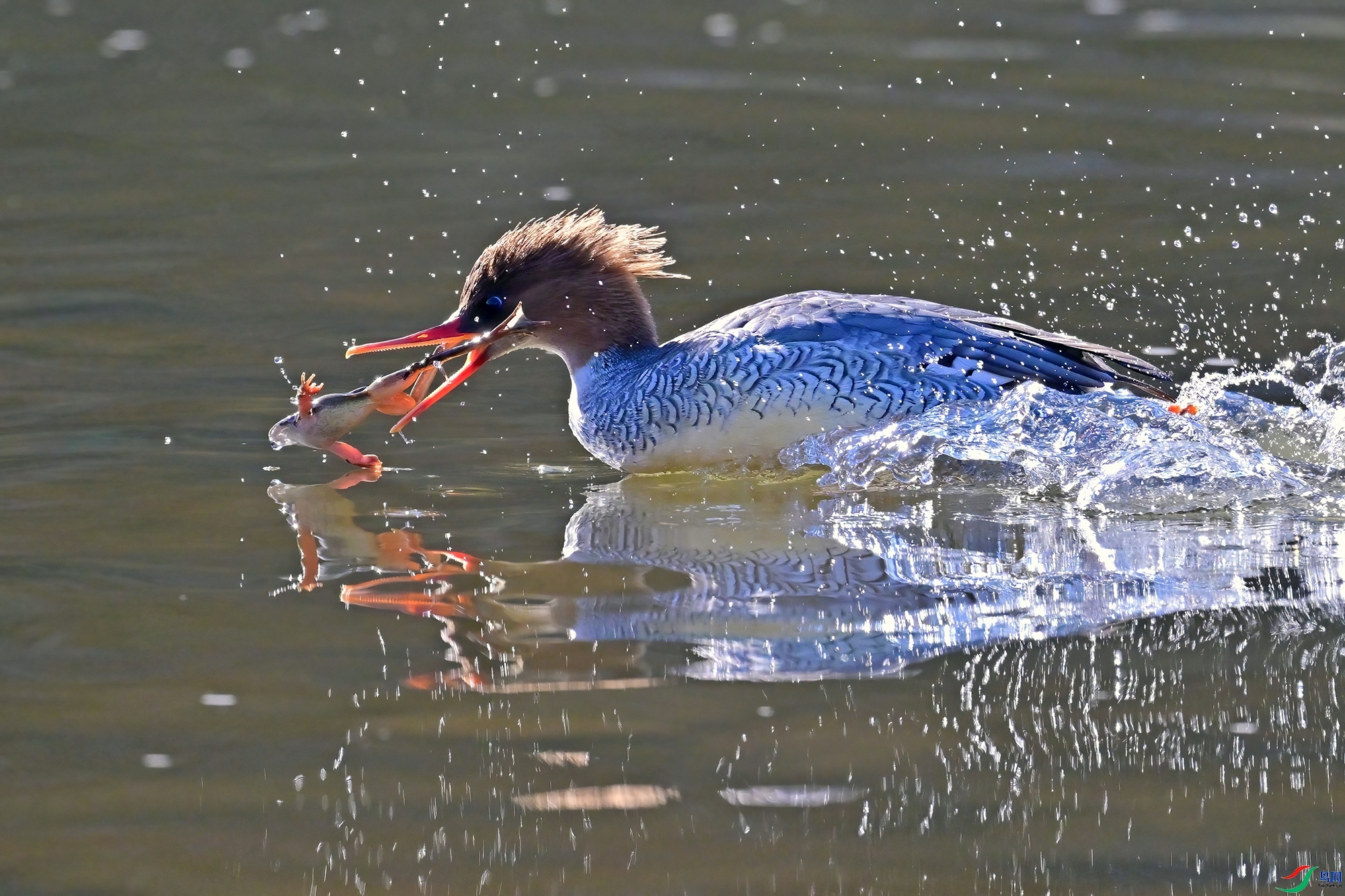 ׷��  ���� 0451x  ��һ.jpg