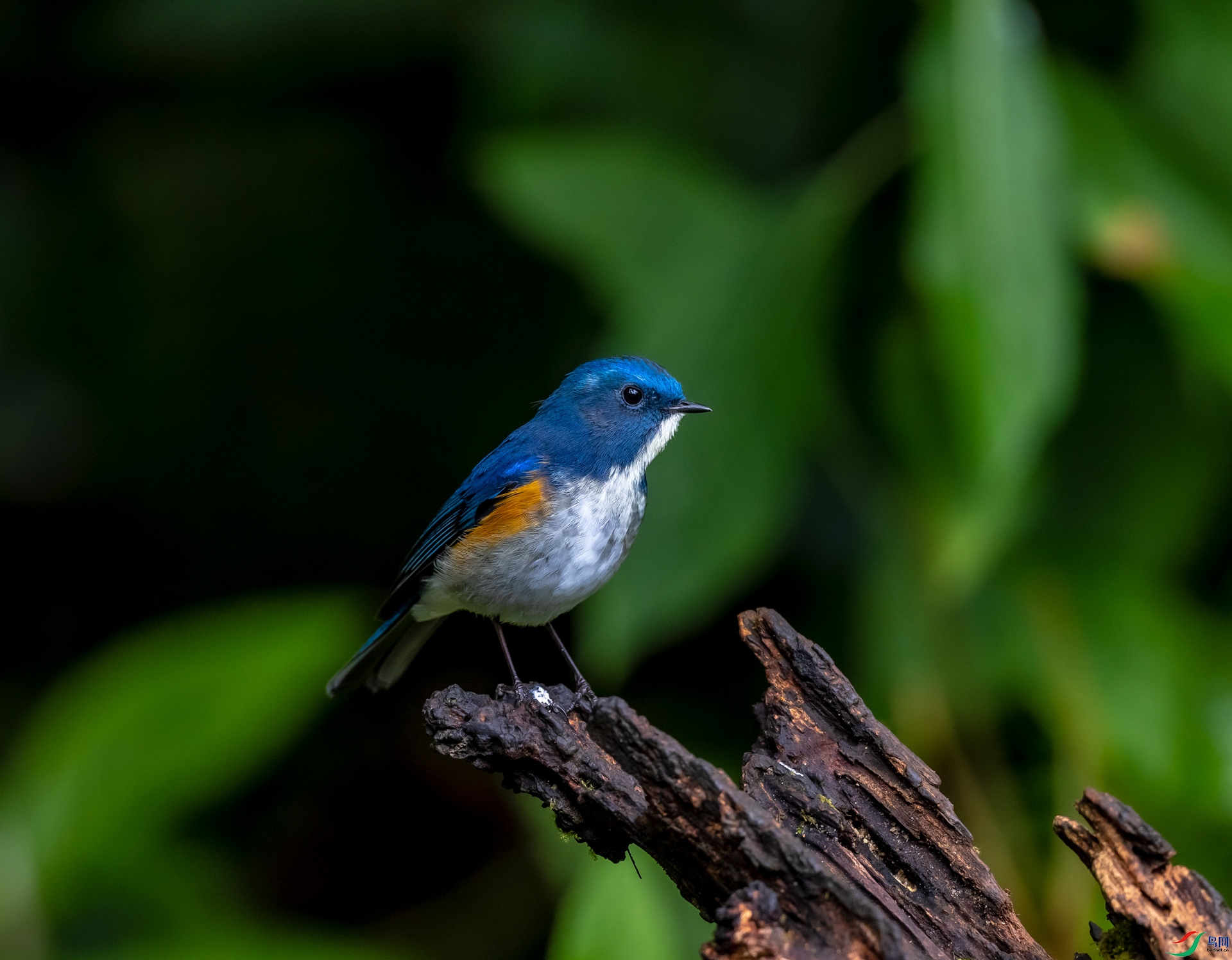 _Y1A170012345 - �}�u.jpg