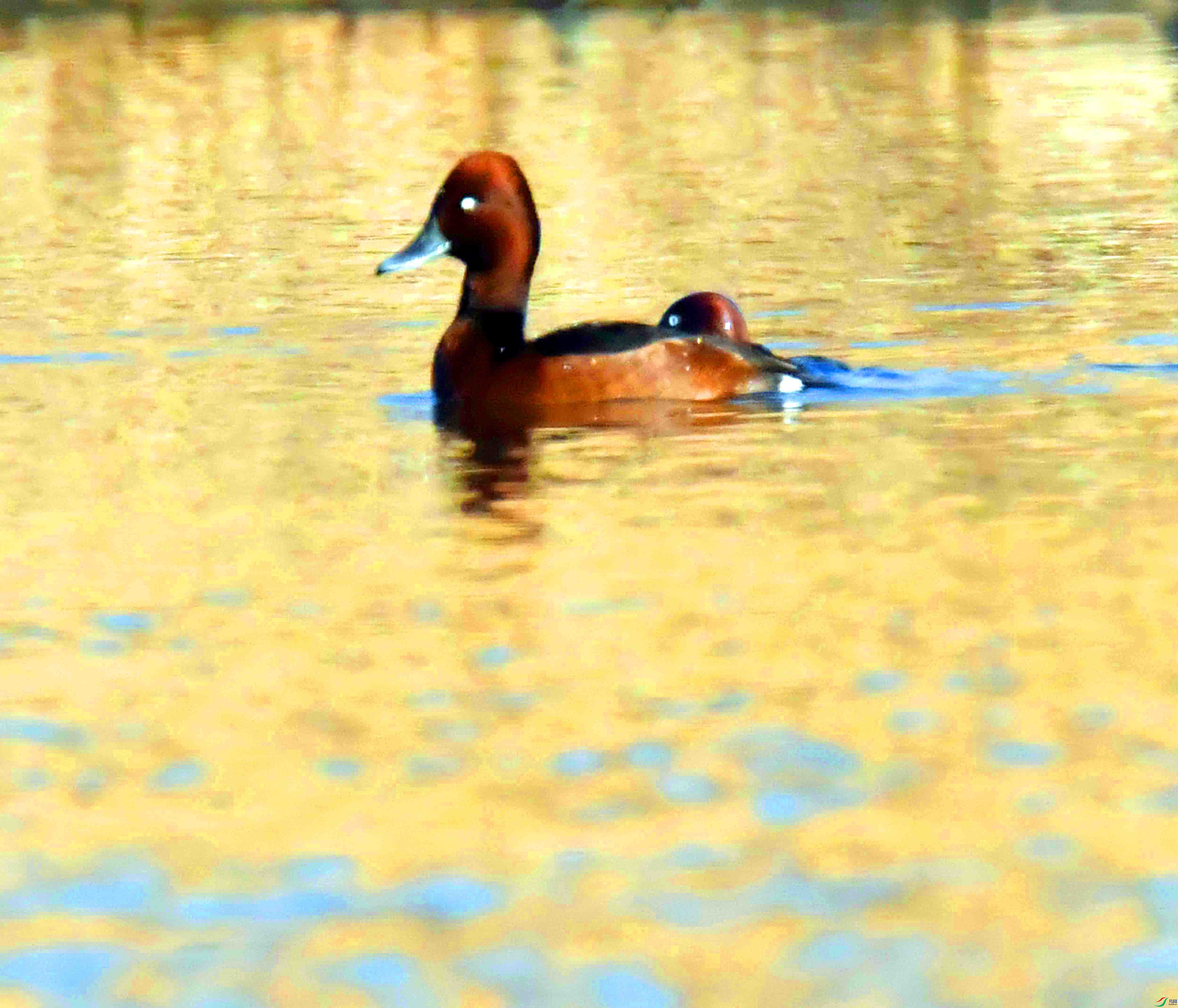 DSC_7490.JPG