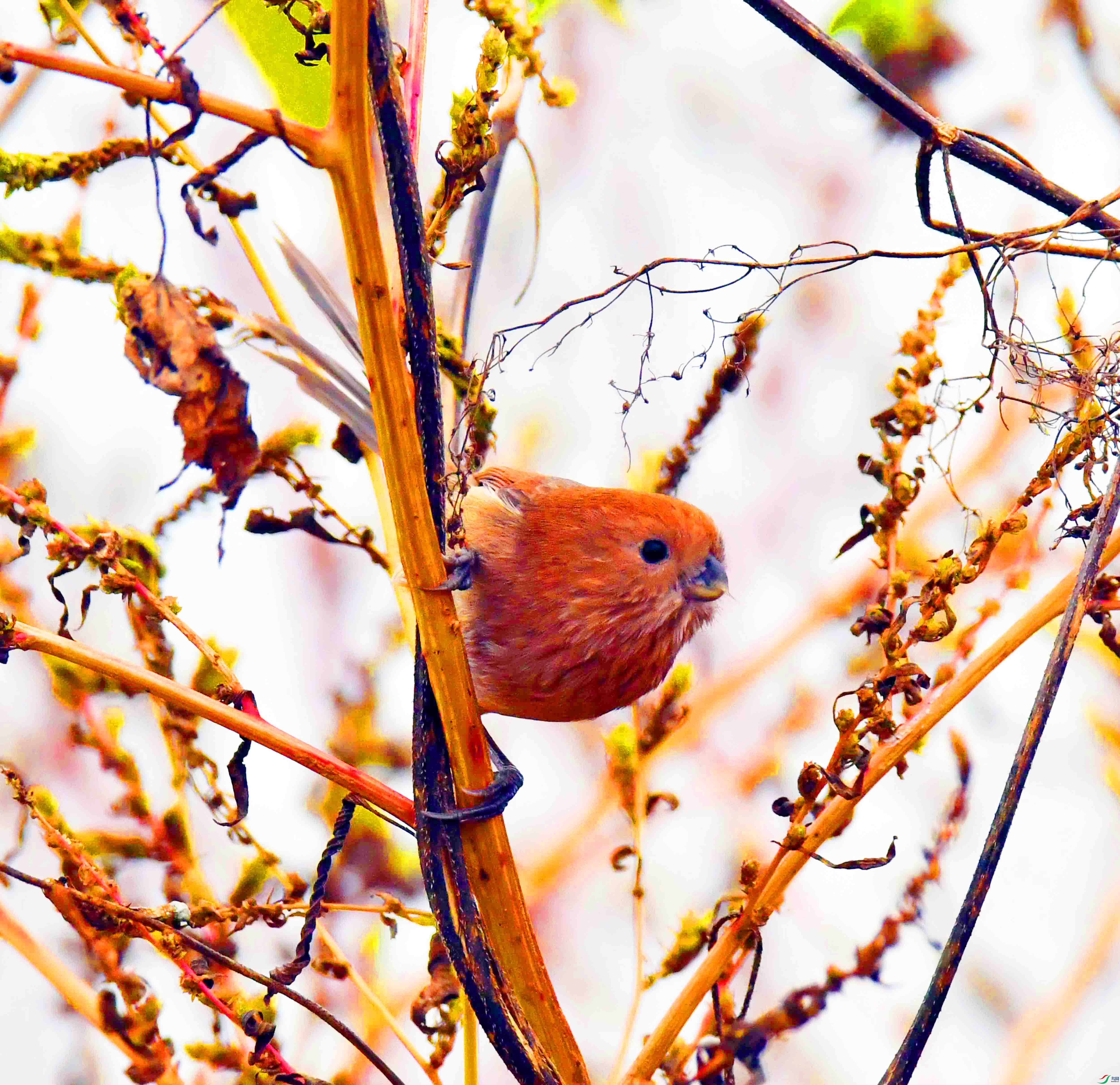 DSC_0645.JPG