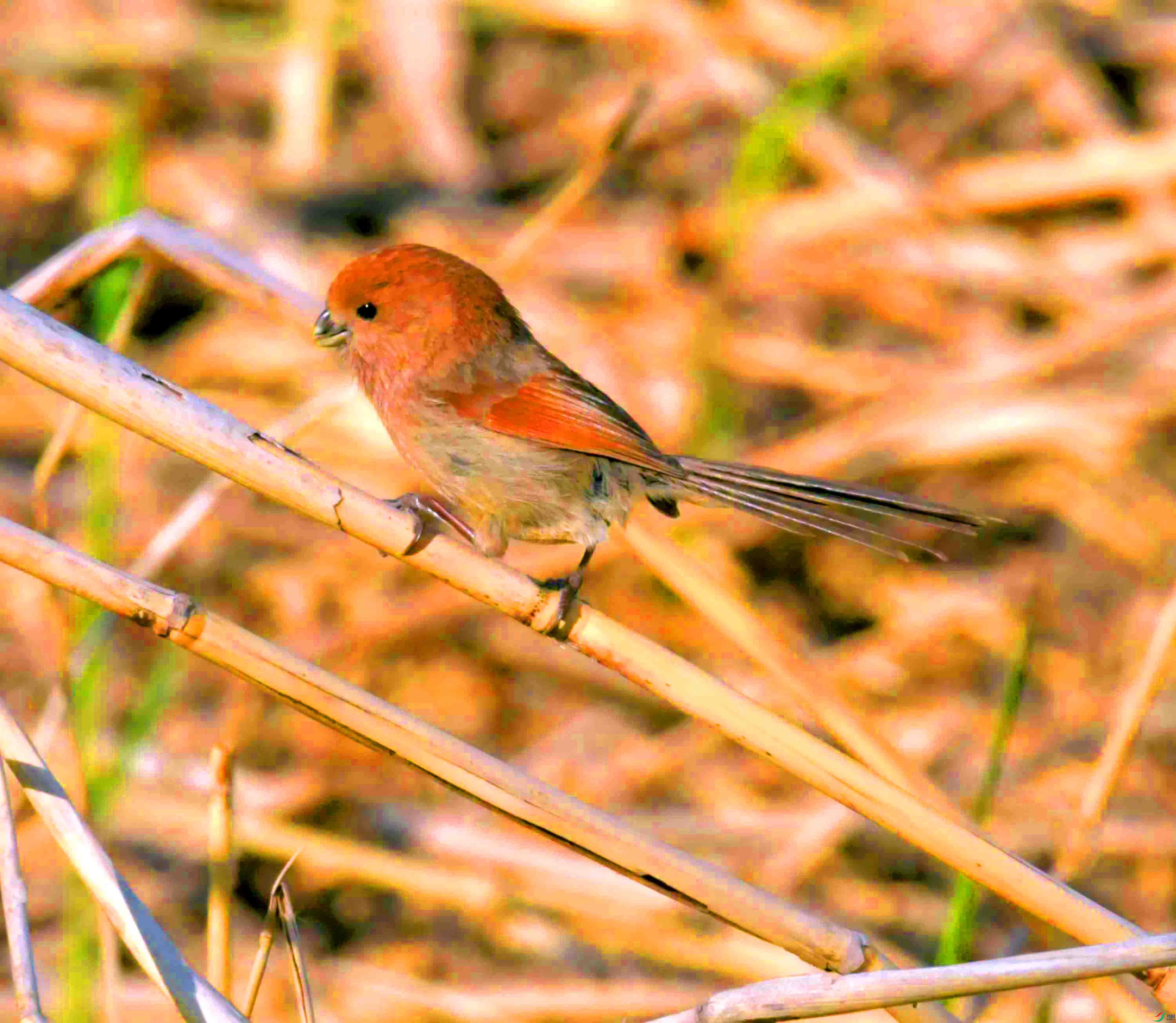 DSC_1763.JPG