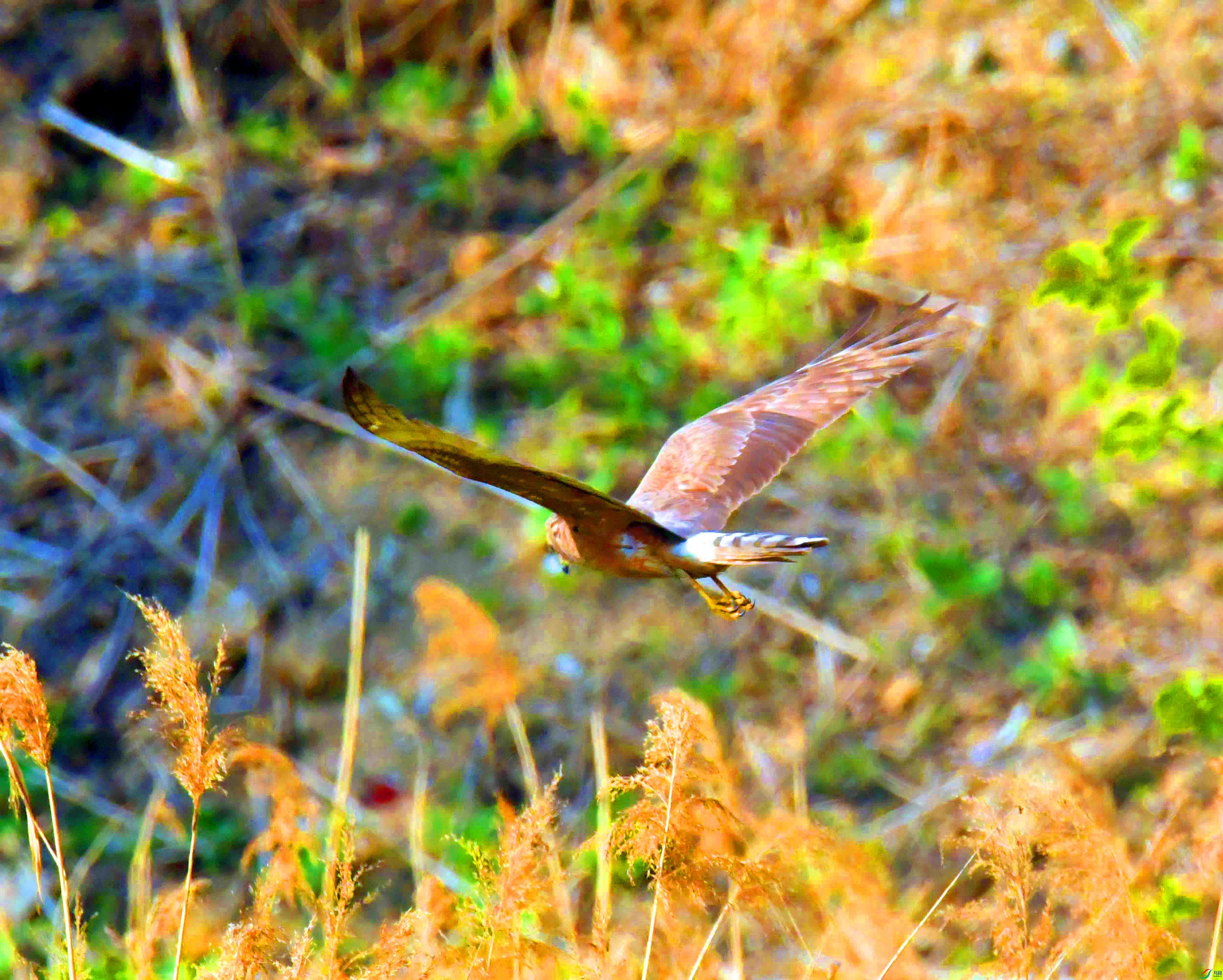 DSC_5815.JPG