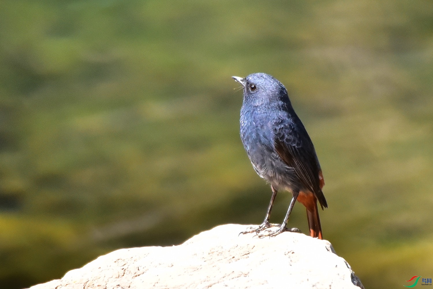 DSC_7377.JPG