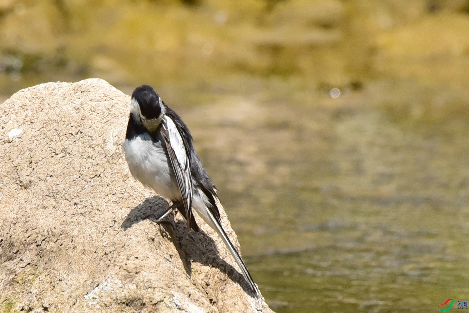 DSC_7797.JPG