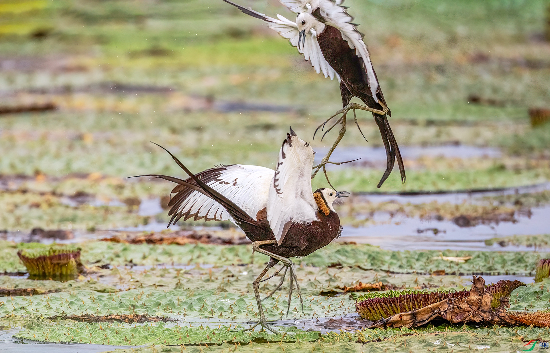 407A5632 ����-Sh----1 .jpg