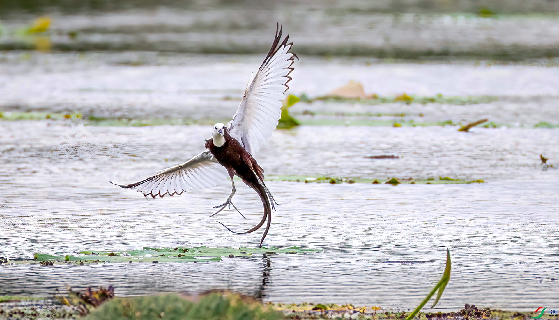 407A6906 ����-Sh---1 .jpg