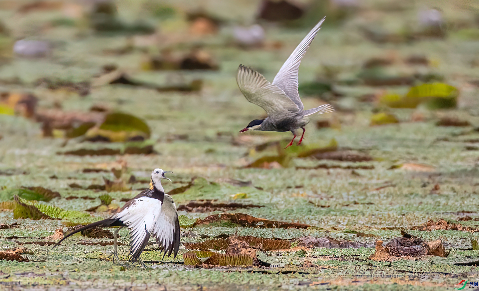 407A5833 ����-Sh--1 .jpg